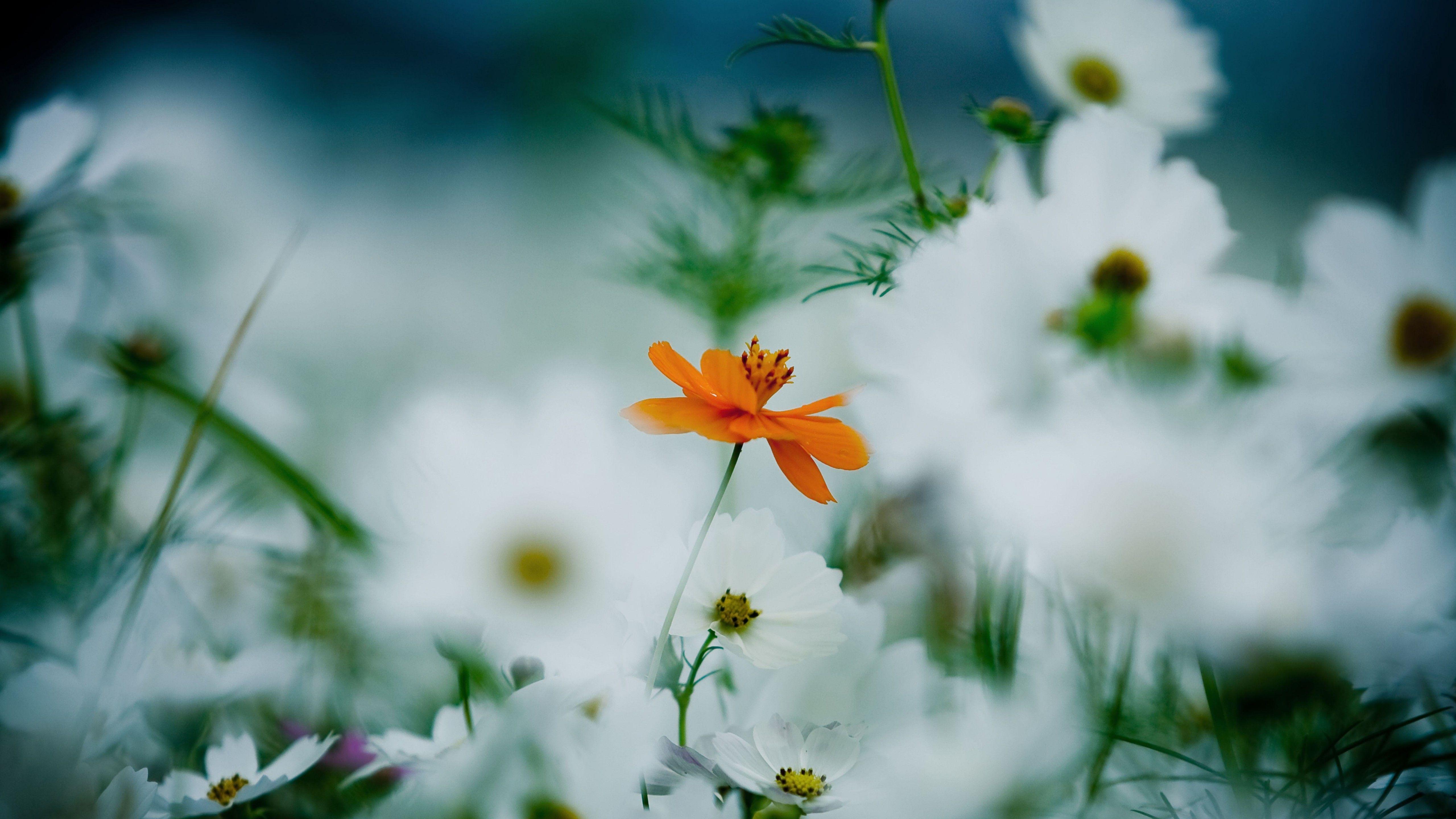 5120x2880 Wallpaper Flowers, 4k, HD wallpaper, 8k, daisies, cosmos flower, white, orange, Nature