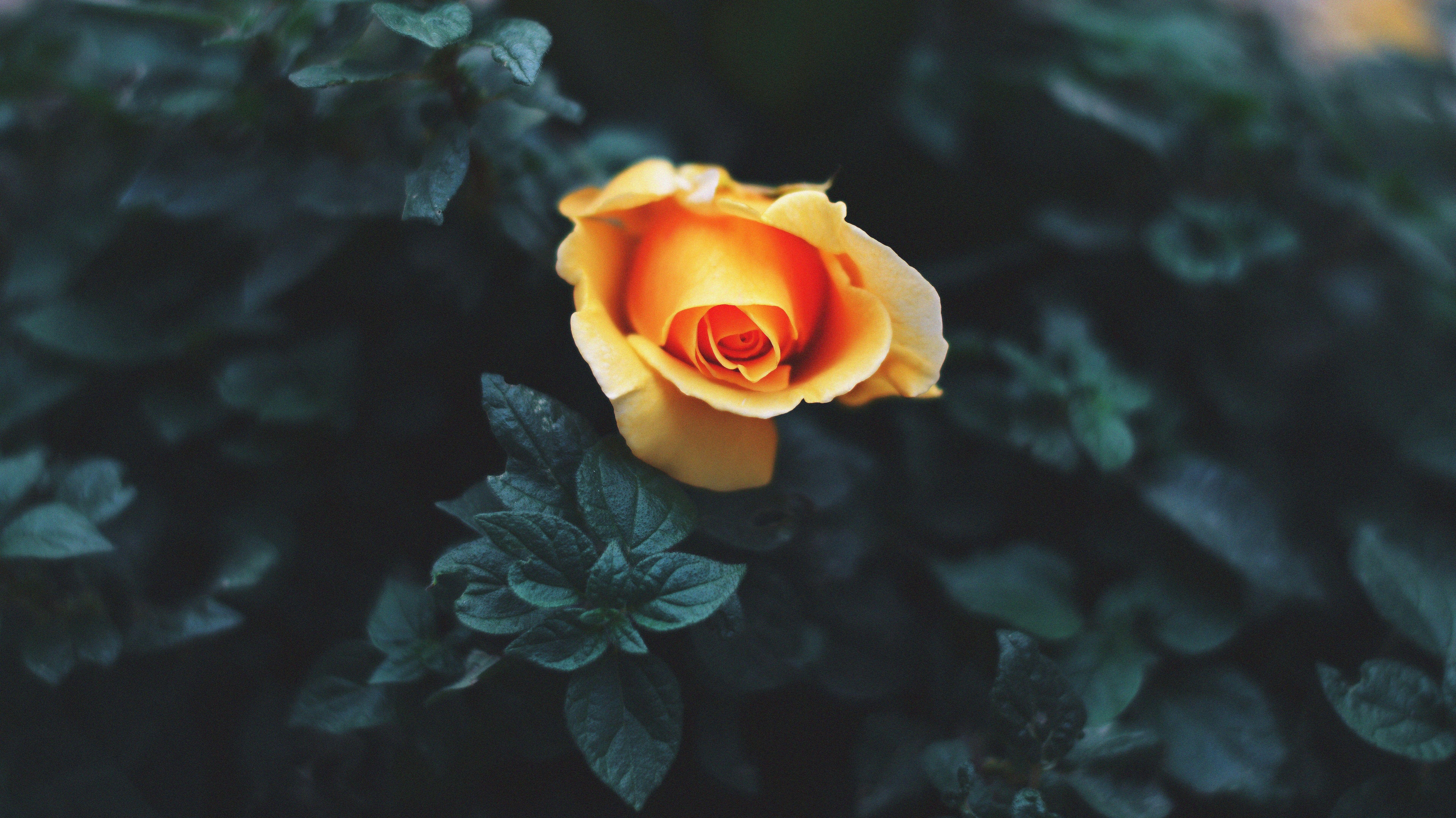 7680x4320 Rose Orange Flower Nature 8K Wallpaper
