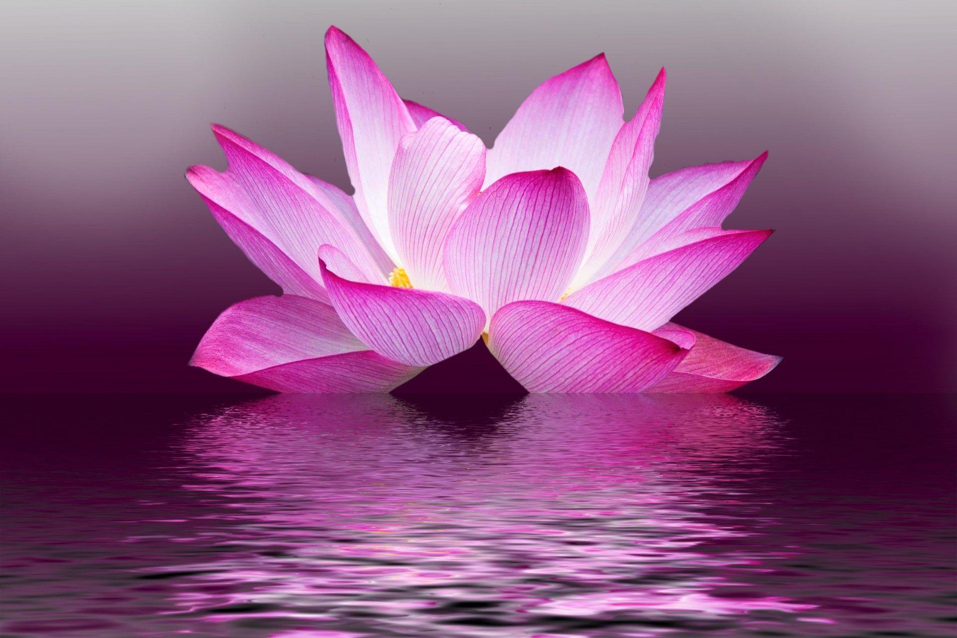 Lotus Flower Desktop Wallpaper