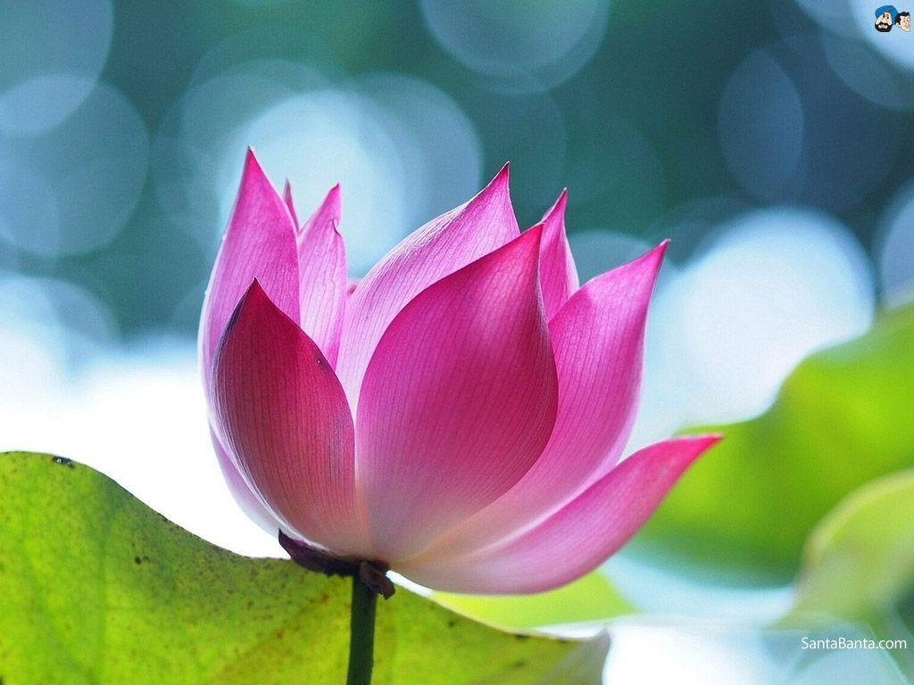 1024x768 Lotus Image