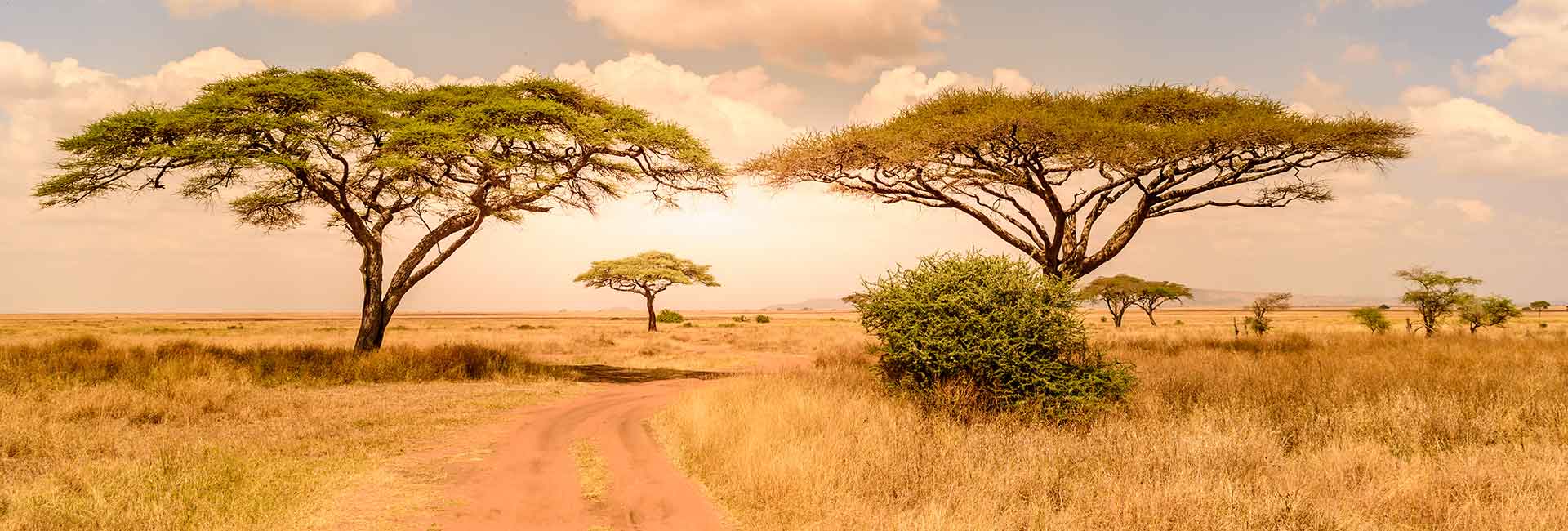 1920x650 Hunting in the Kalahari Area, Southern Africa