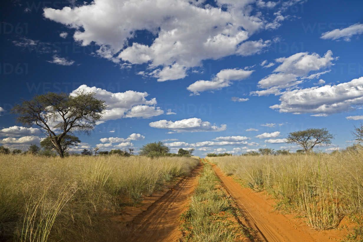 1232x821 Africa, Botswana, Track through Kalahari Desert