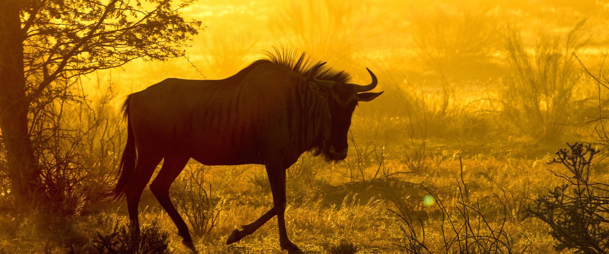 2000x835 Kalahari Sunrise