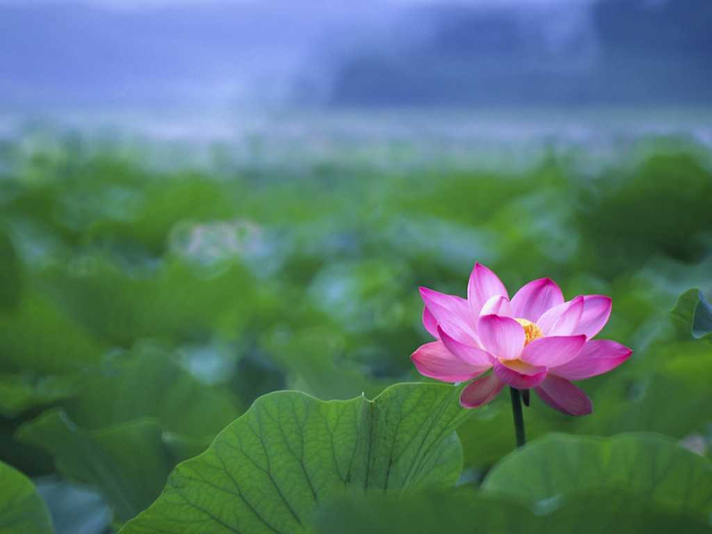 1024x768 Lotus Flowers Wallpaper Gallery Decoration Ideas