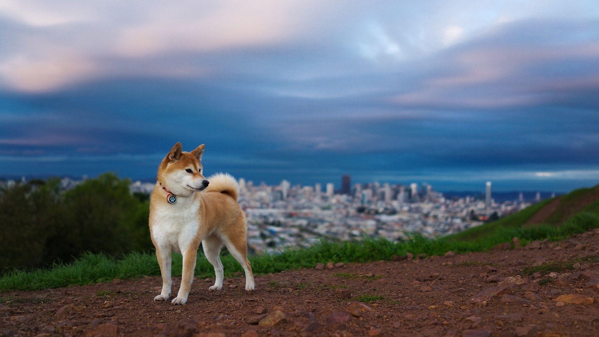 1920x1080 Akita Dog Wallpaper