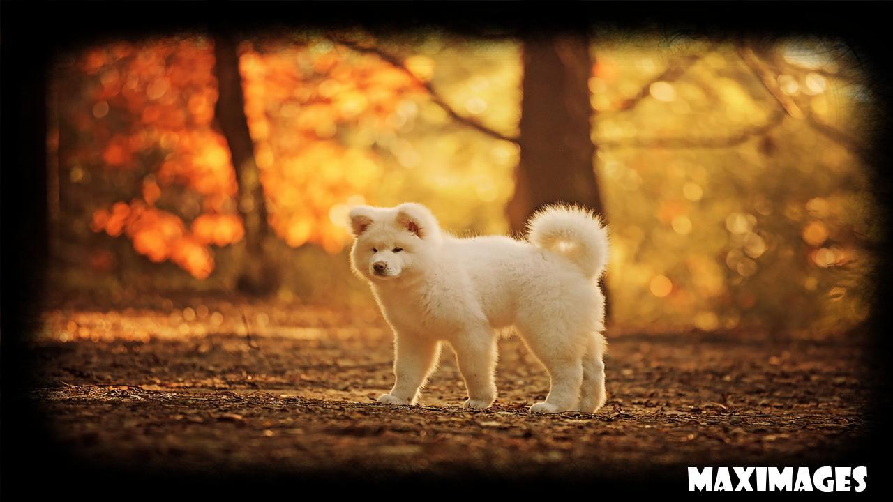 1280x720 Akita Dog Wallpaper for Android