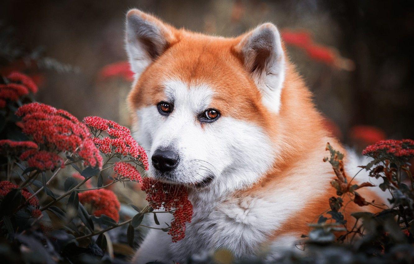 1332x850 Wallpaper look, face, flowers, nature, background, portrait, dog