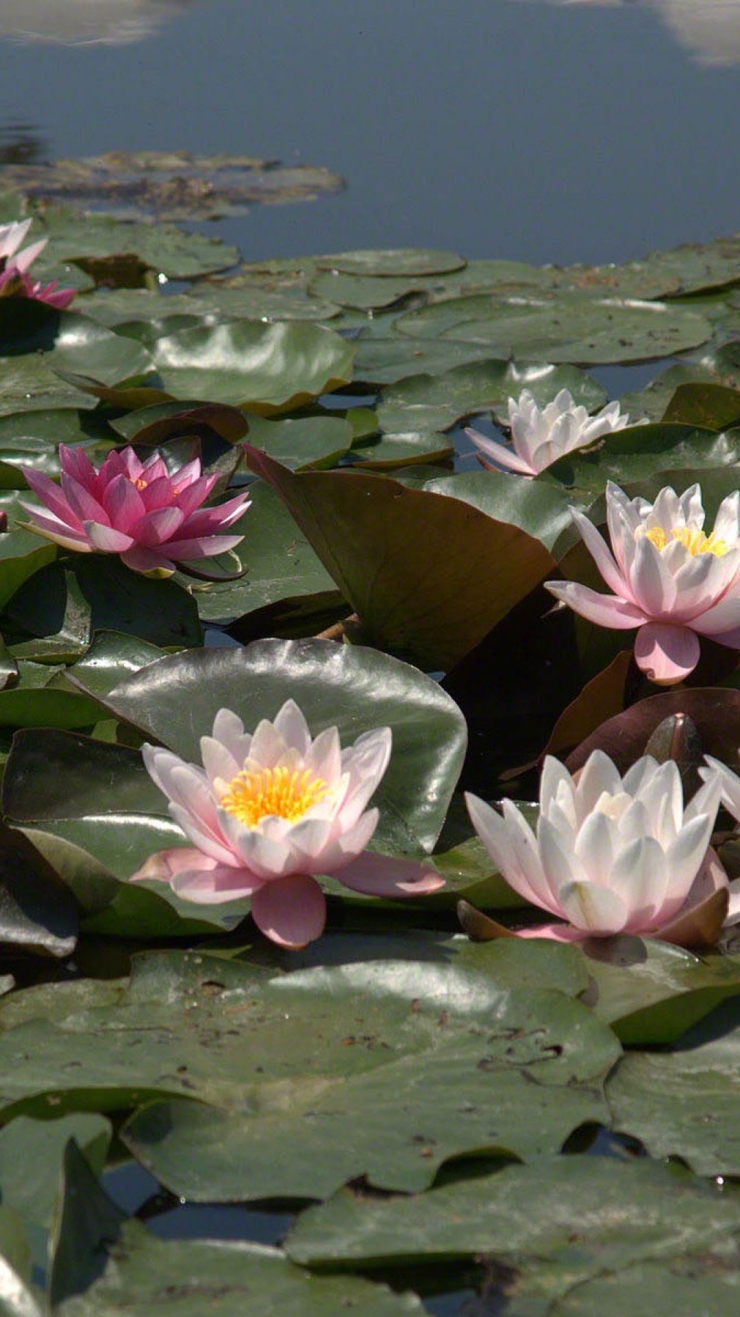 1080x1920 Wallpaper lilies, leaves, water, swamp. kwiaty