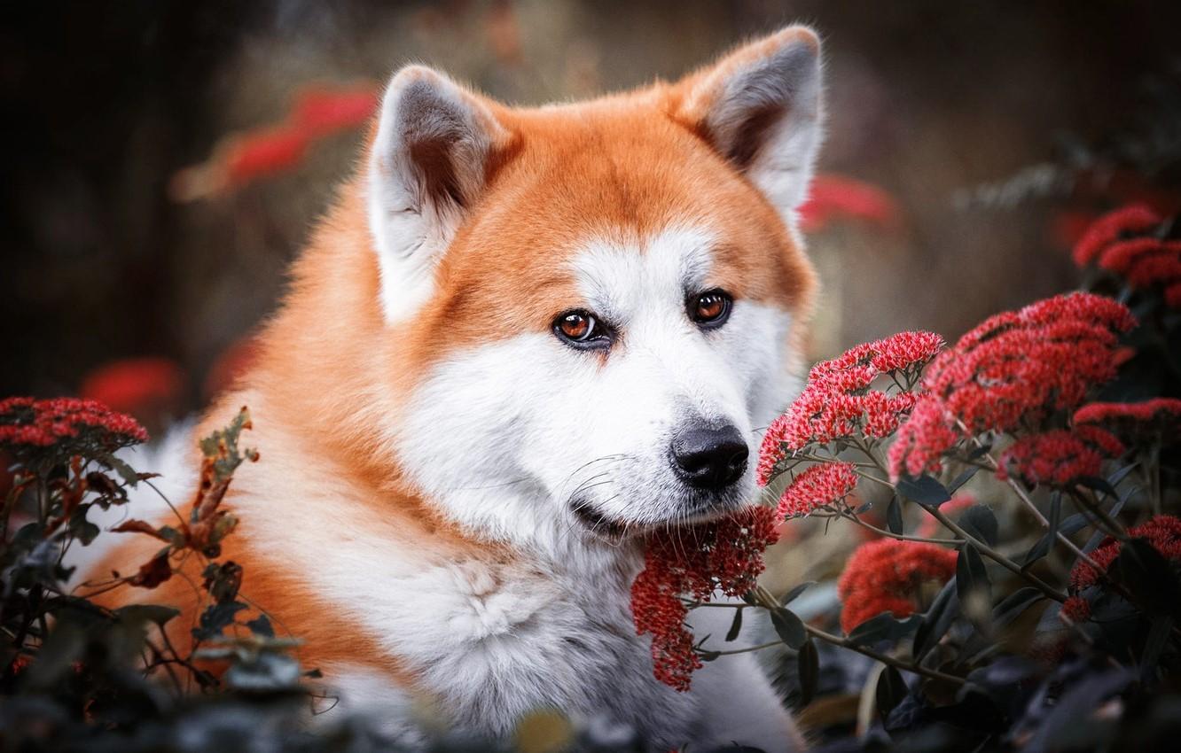 1332x850 Perfect Akita HD Wallpaper