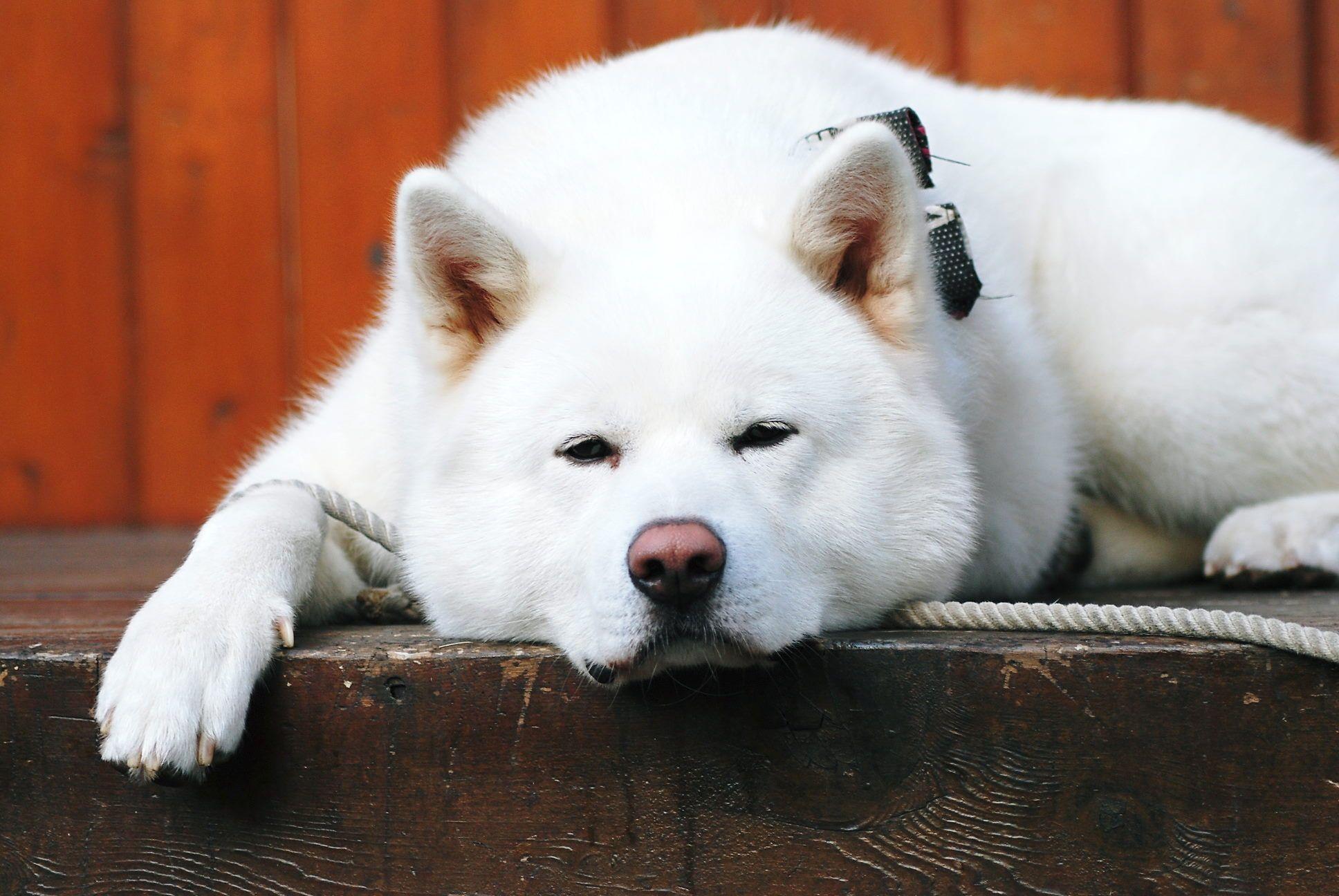 1936x1296 HQ Akita Background Image for Free
