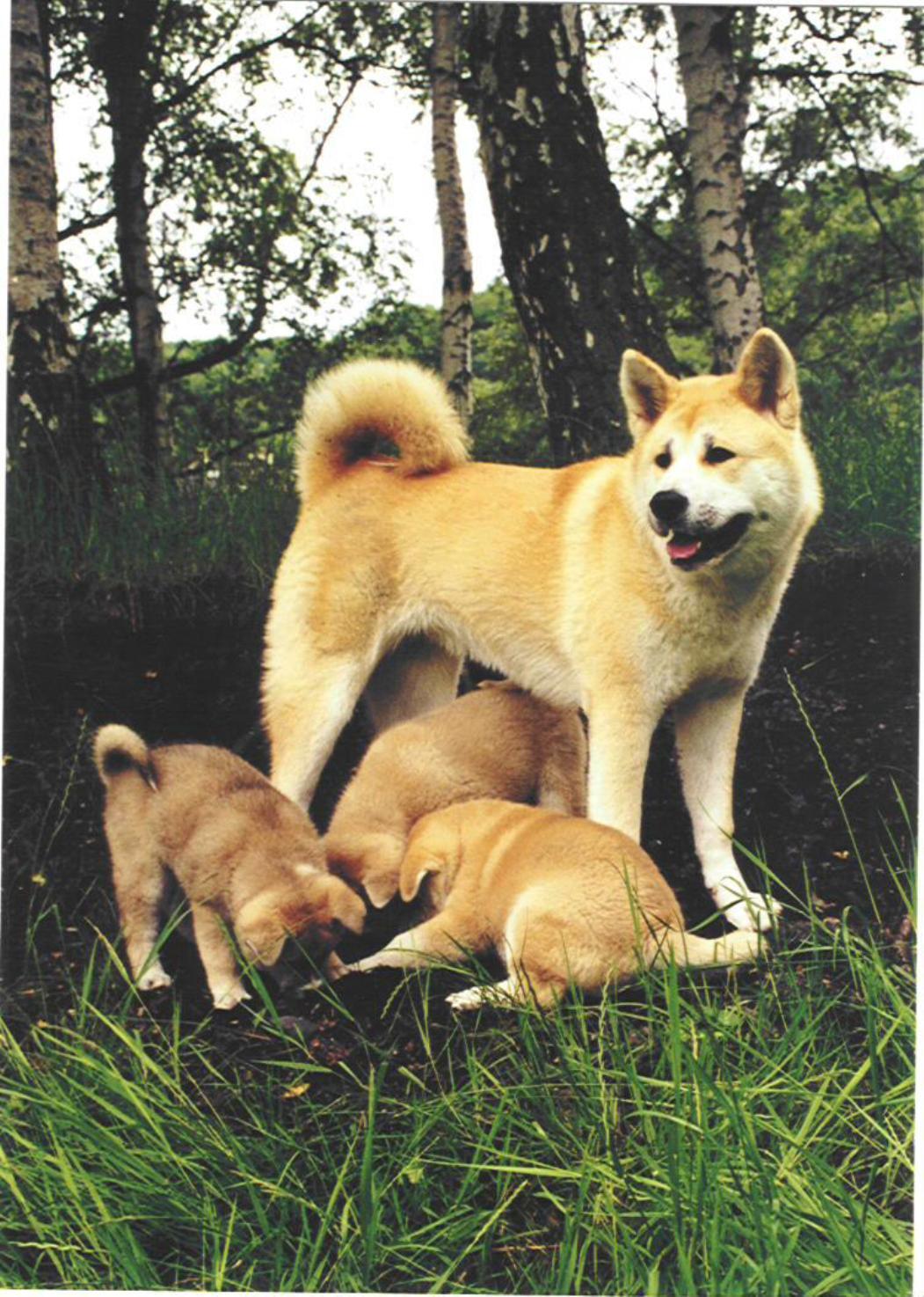 1051x1474 American Akita and puppies in the wood photo and wallpaper
