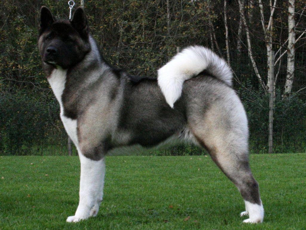 1025x771 American Akita in the rack photo and wallpaper. Beautiful