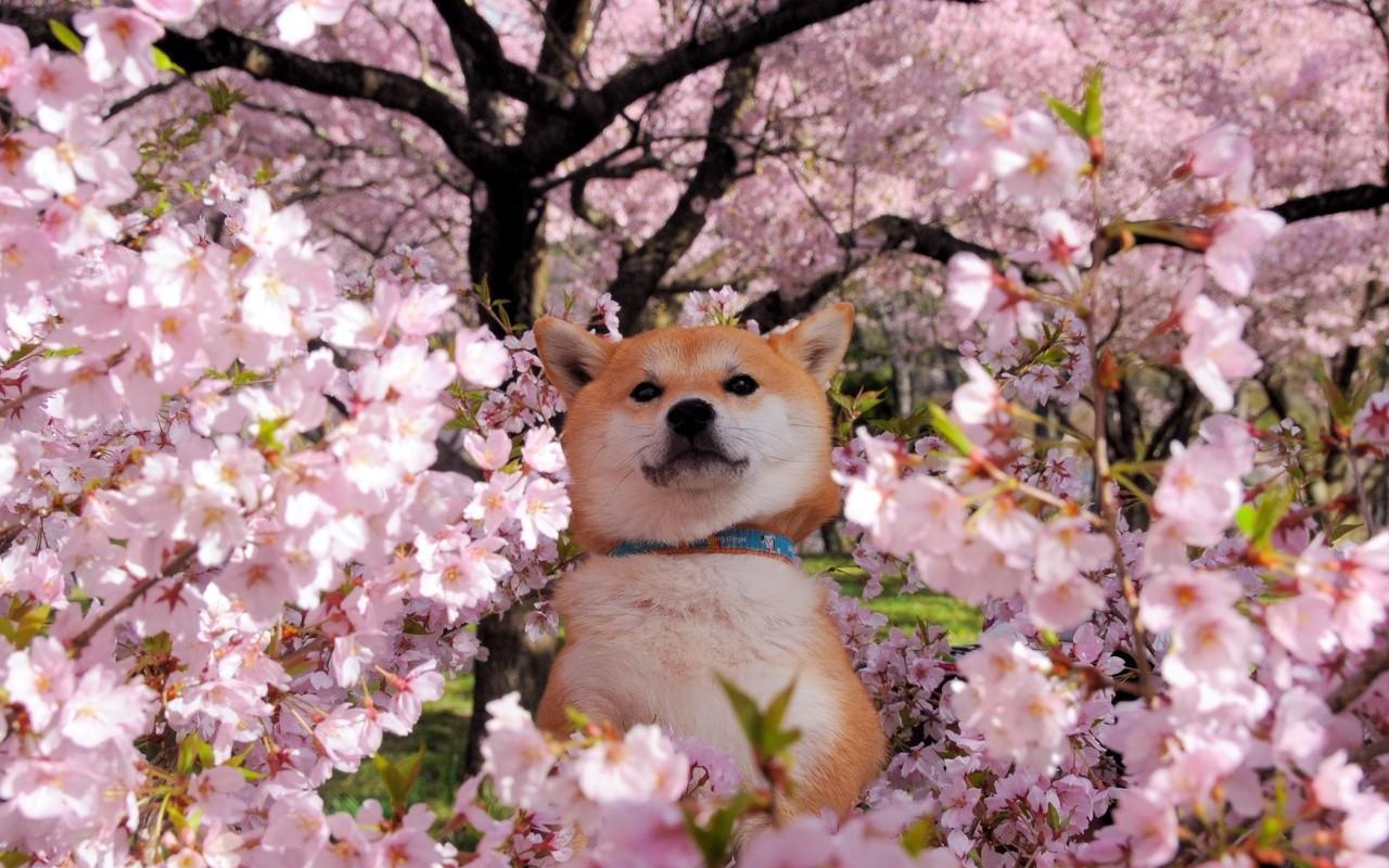 1280x800 Free download Akita Wallpaper PC Lap Akita Pics