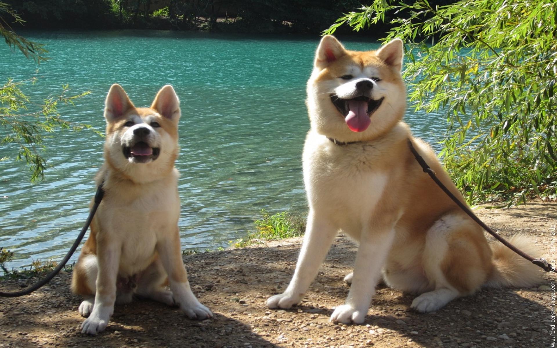 1920x1200 Akita Wallpaper EL5XEY