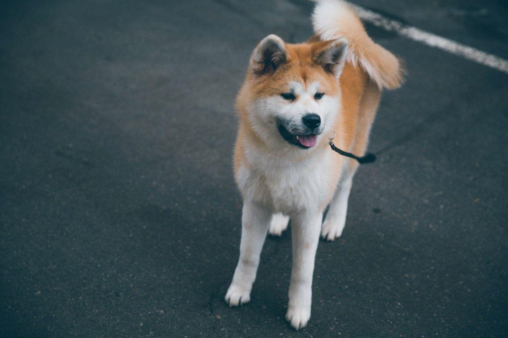 1621x1080 HD akita inu wallpaper. Akita, Inu, Animals