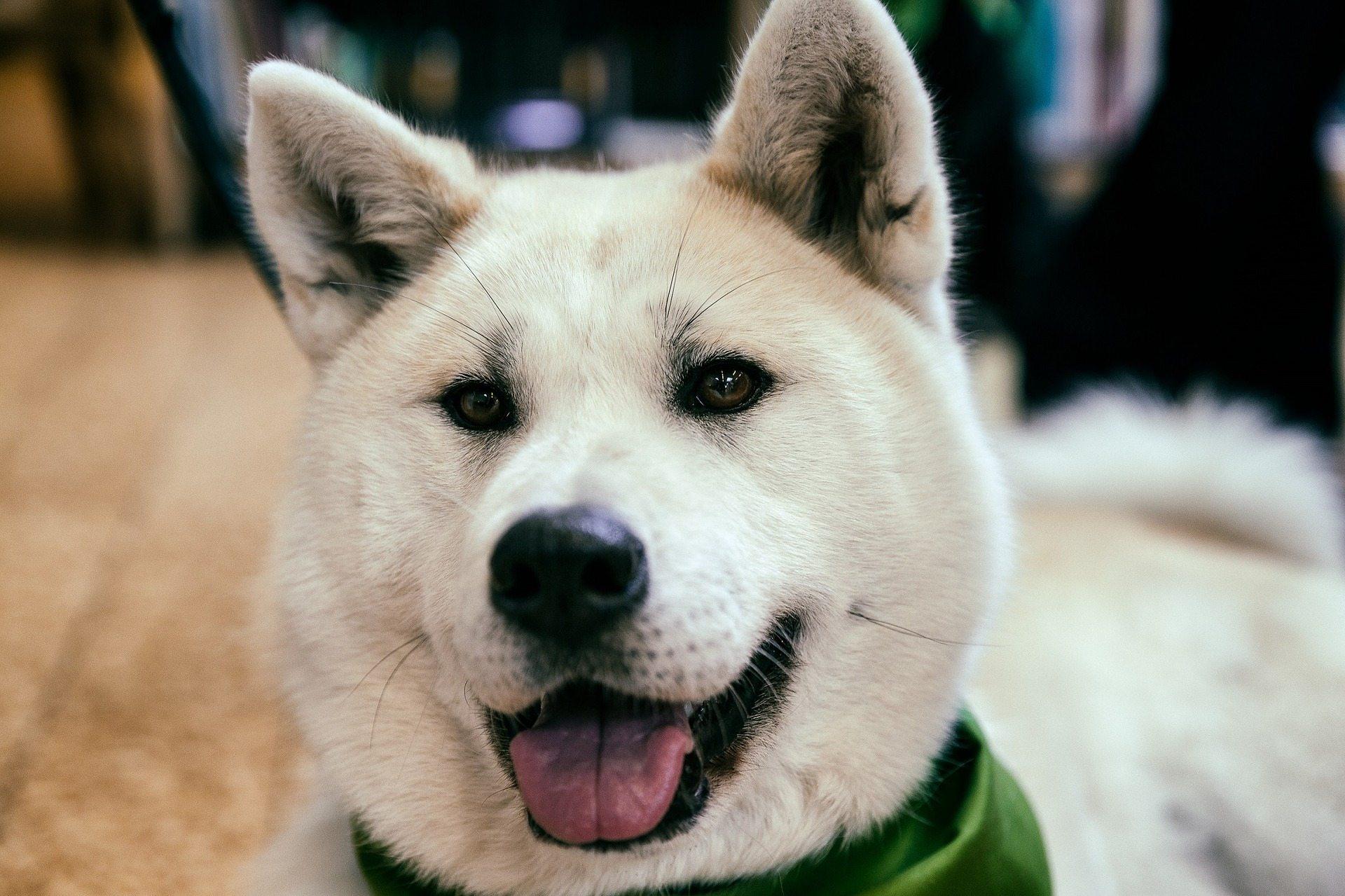 1920x1279 Akita Wallpaper Free Akita Dog Image