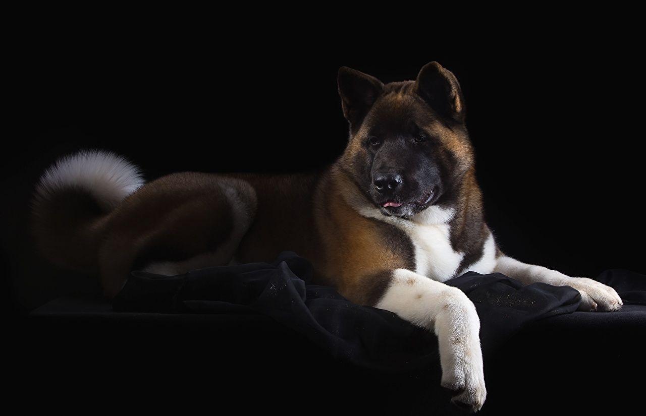 1280x825 Picture Animals American Akita Dogs Akita Black background