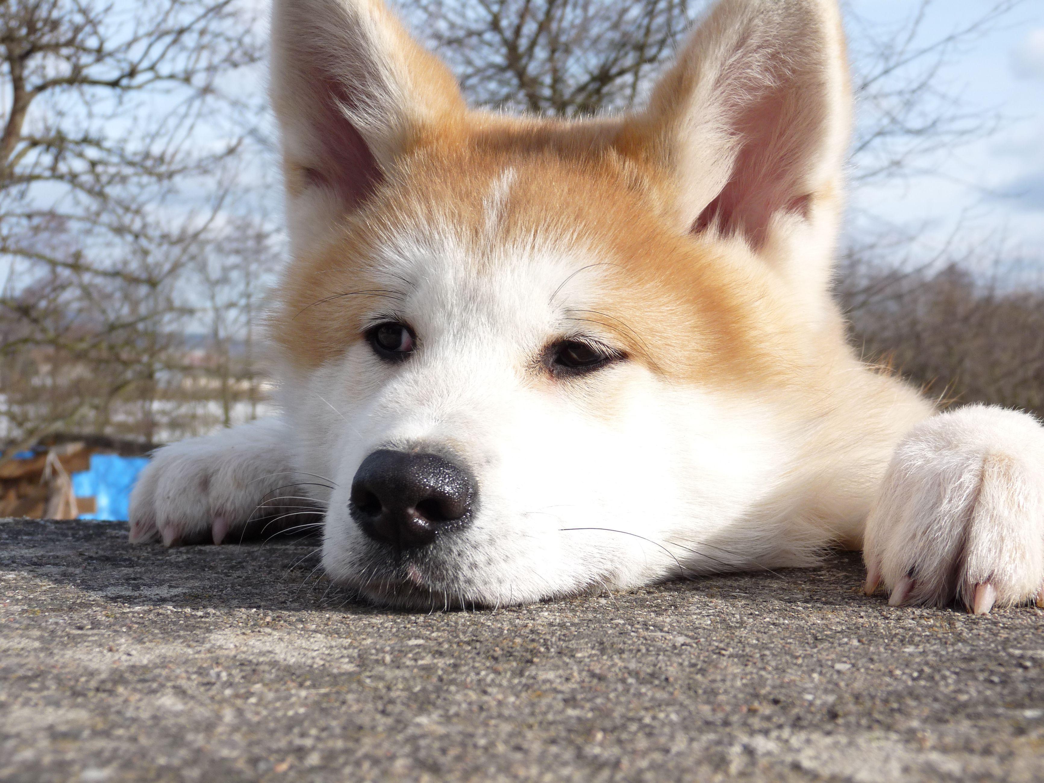 3466x2599 Akita Wallpaper Background