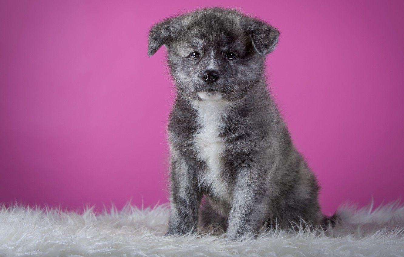 1332x850 Wallpaper grey, background, pink, dog, puppy, fur, sitting