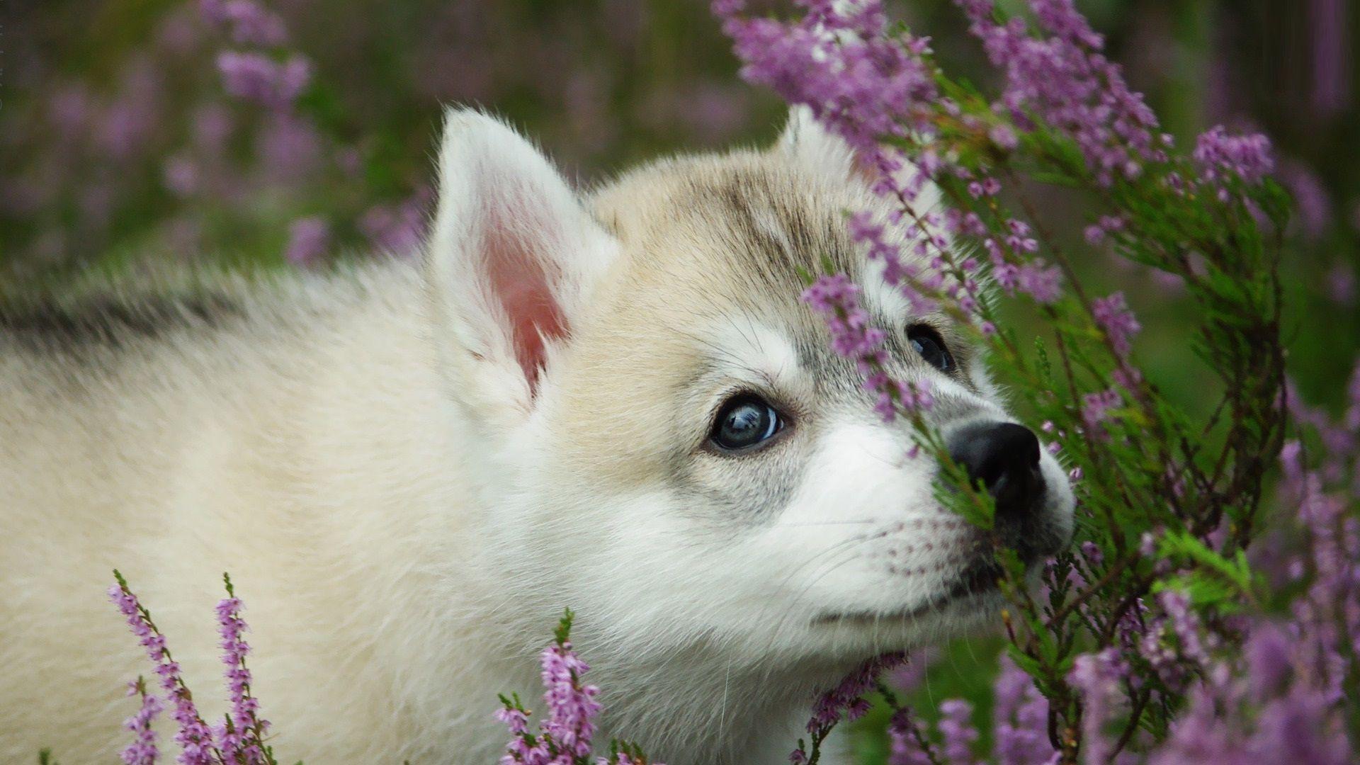 1920x1080 Ultra HD Akita Wallpaper K4LT7
