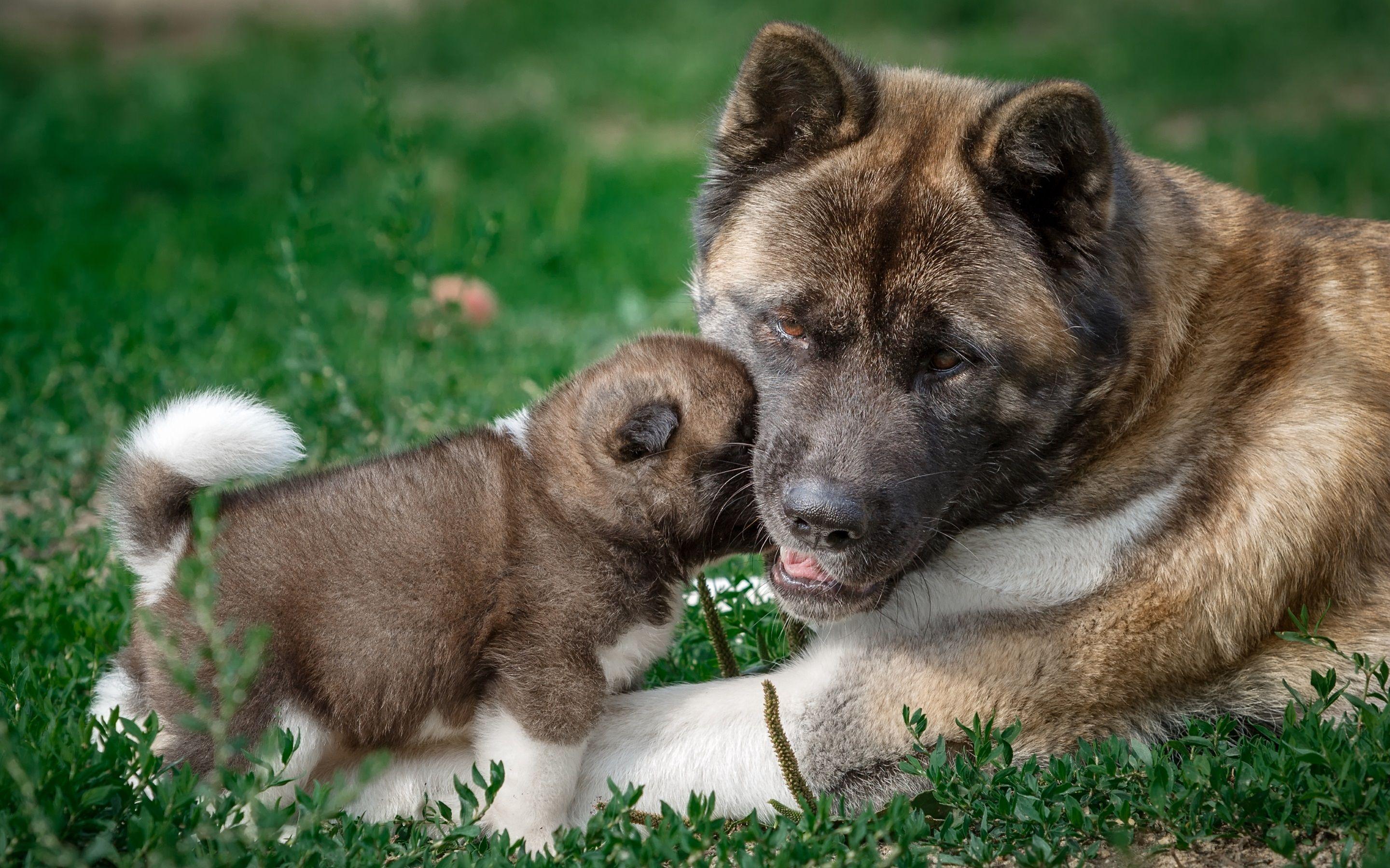 2880x1800 Wallpaper American Akita dog, mother and puppy 2880x1800 HD