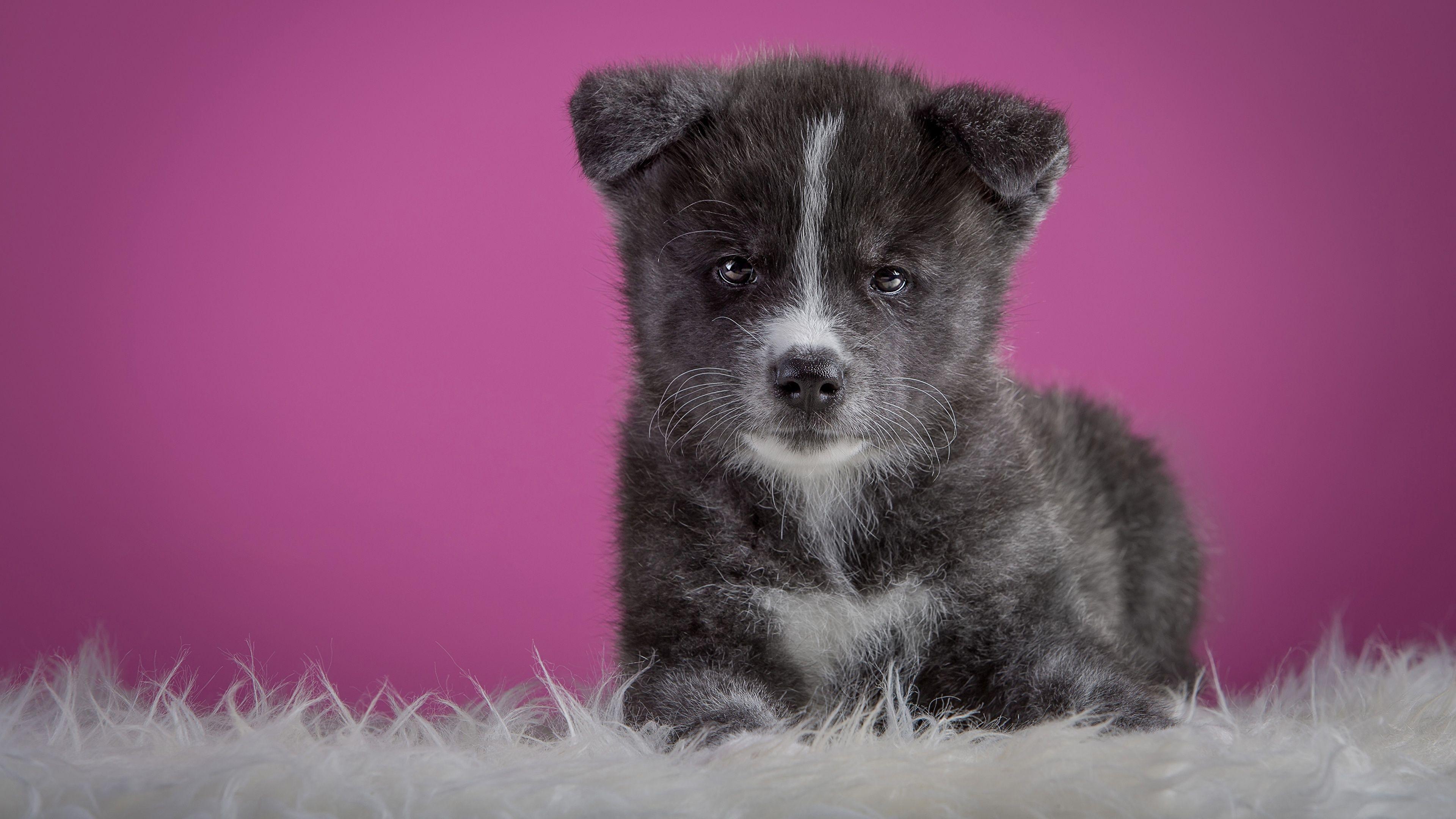 3840x2160 Desktop Wallpaper Akita Puppy Dogs Grey animal Staring