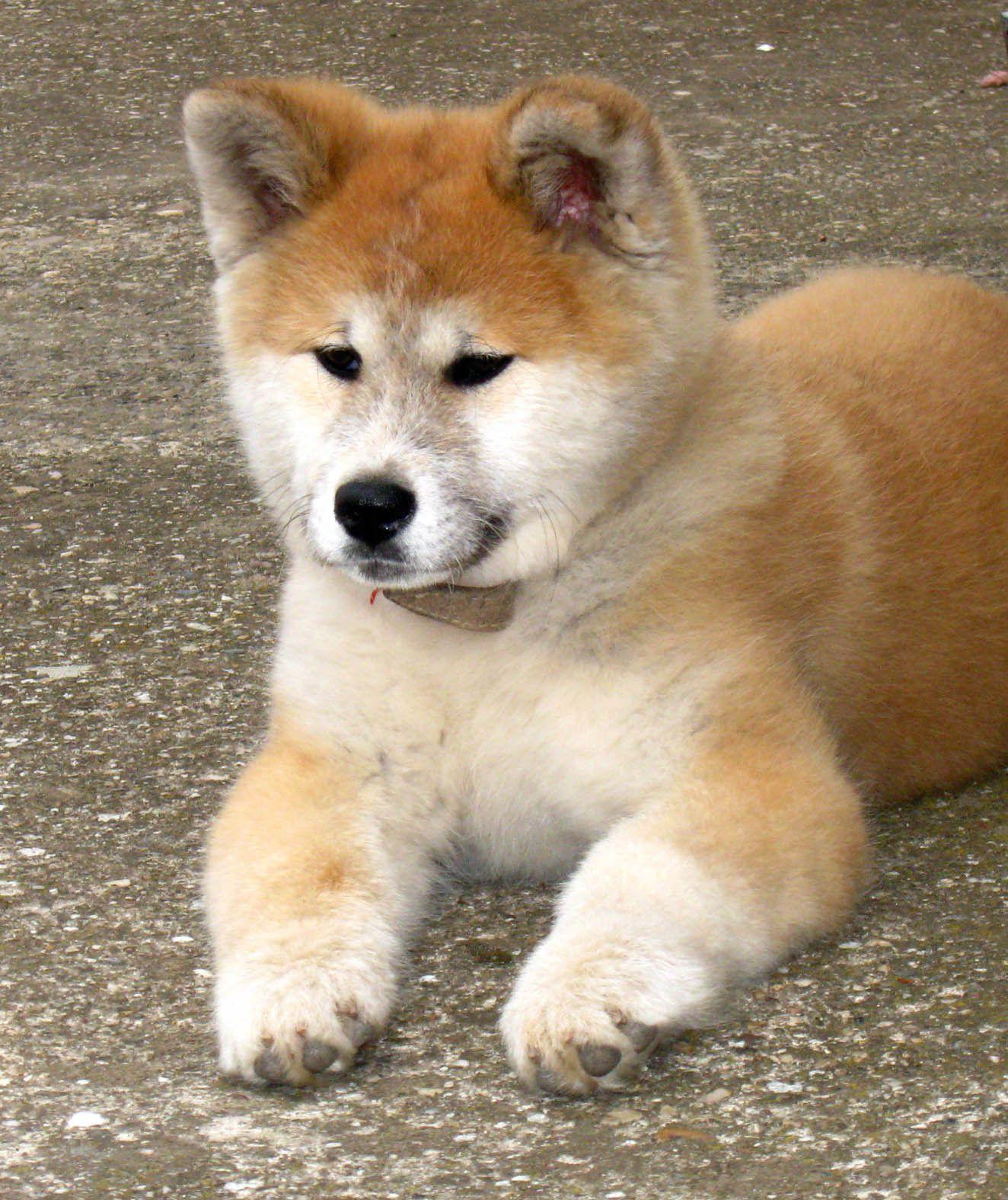 1324x1575 Nice Akita Inu at rest photo and wallpaper. Beautiful Nice