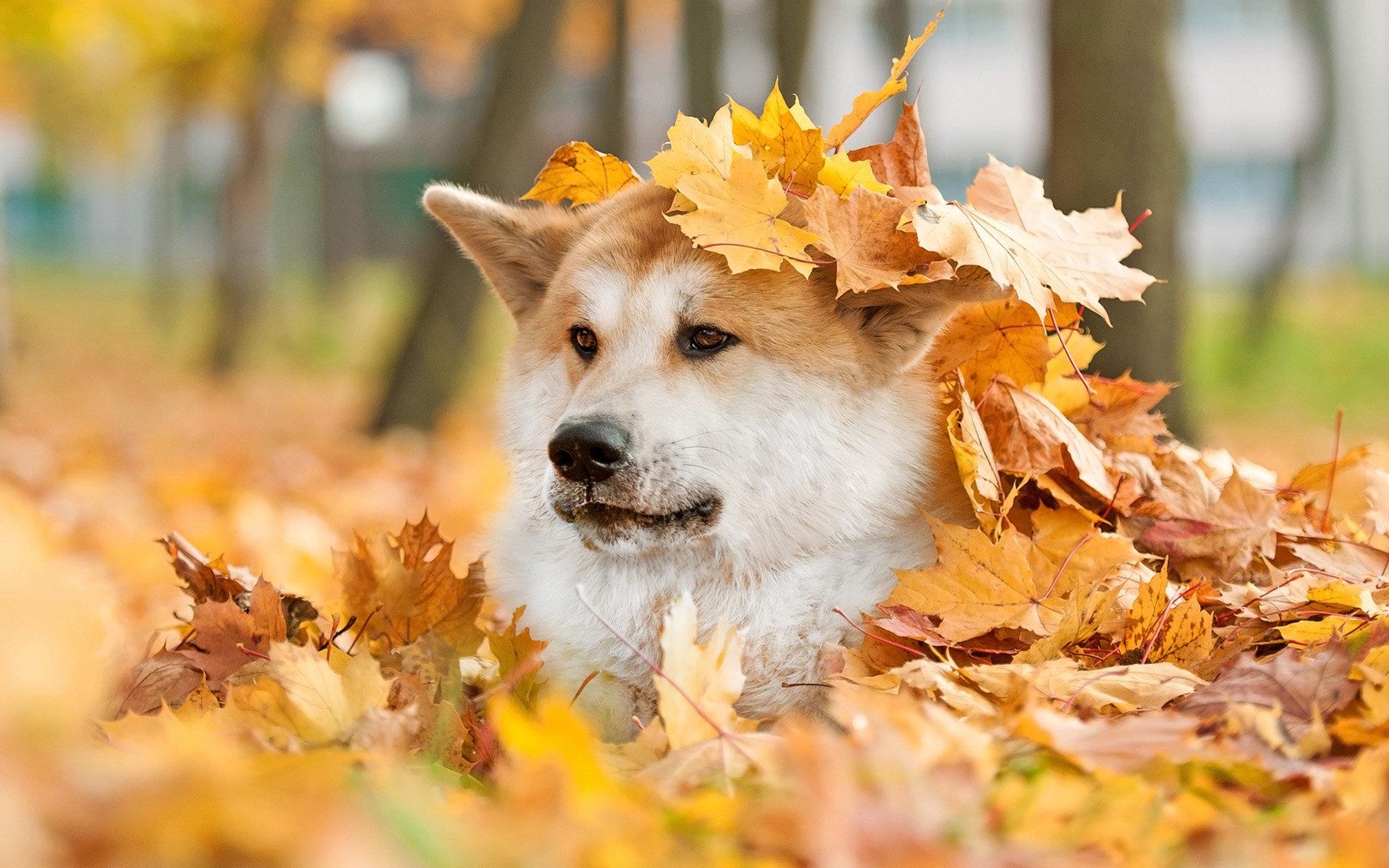 1920x1200 Akita wallpaper 1920x1200 desktop .