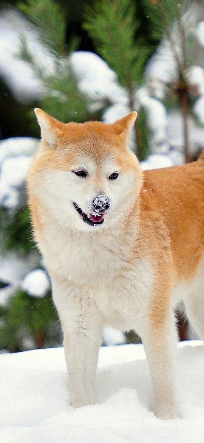 828x1792 iPhone Xr Wallpaper For Japanese Akita Dog Wallpaper