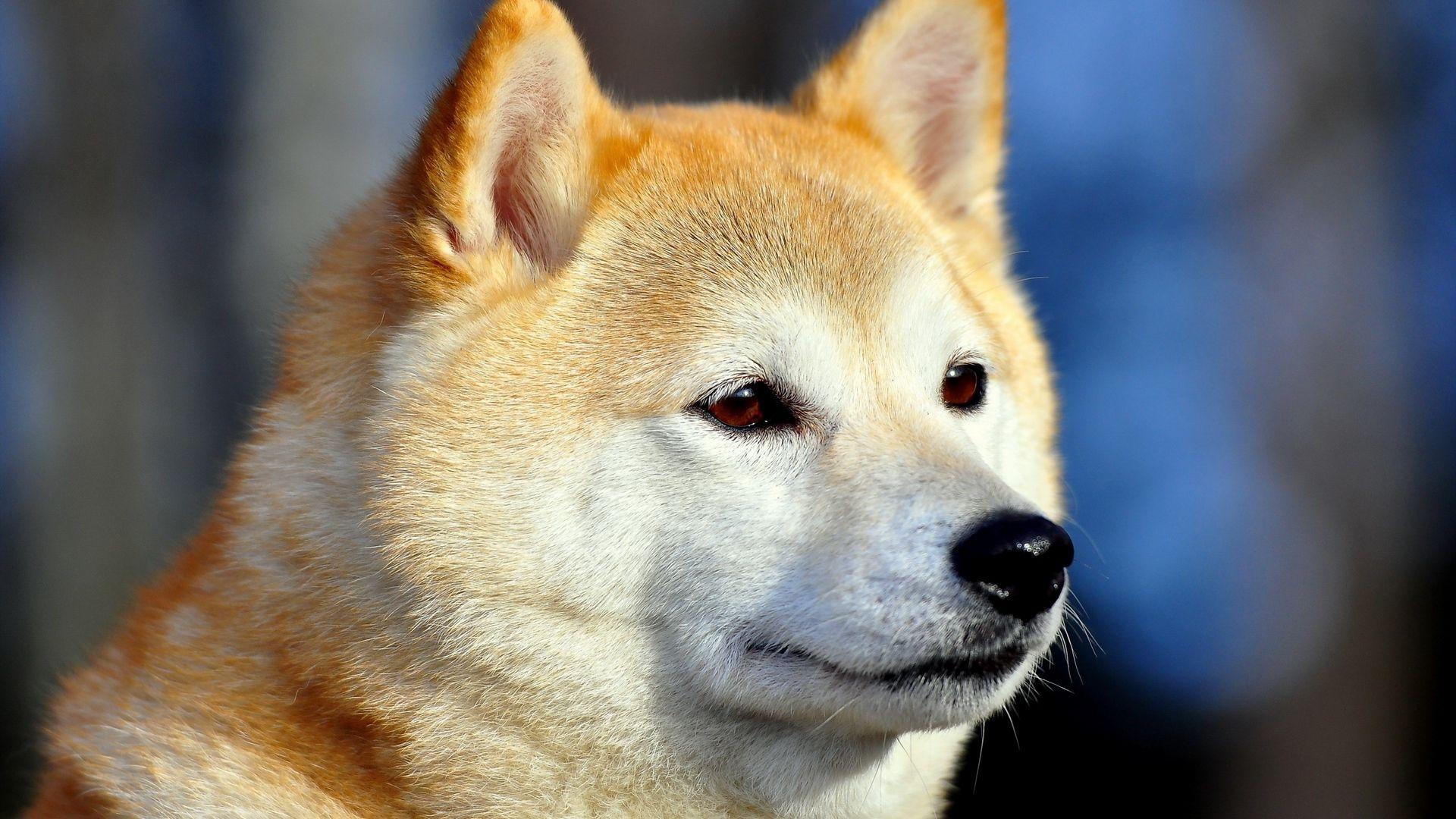 1920x1080 Download wallpaper 1920x1080 akita inu, dog, muzzle, eyes