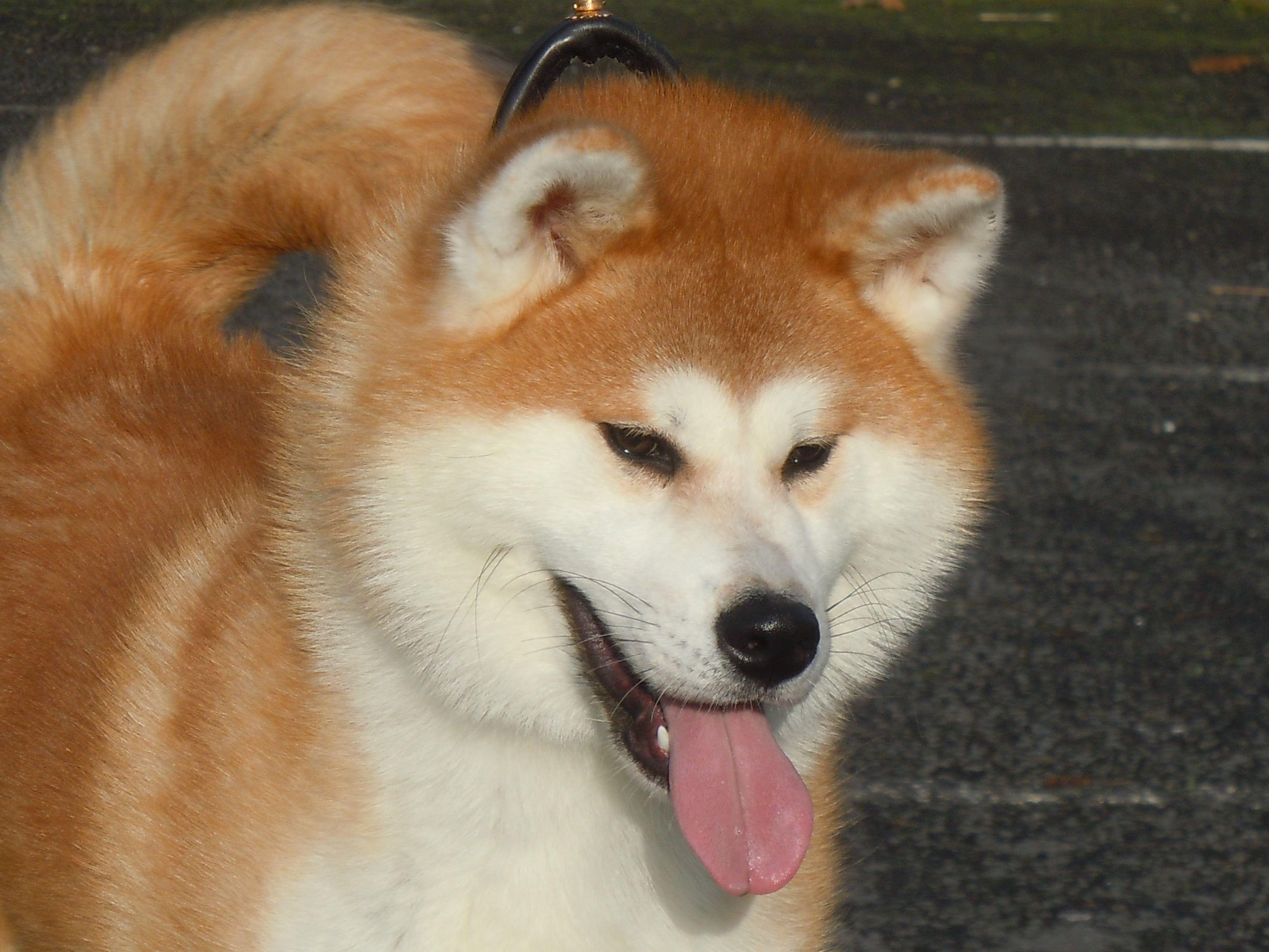 3264x2448 White and beige Akita sticking tongue out HD wallpaper