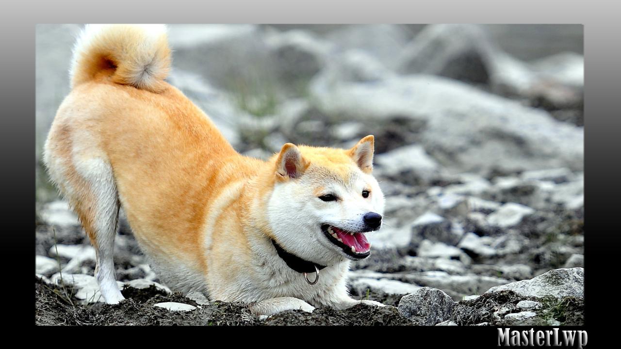 1280x720 Akita Wallpaper for Android