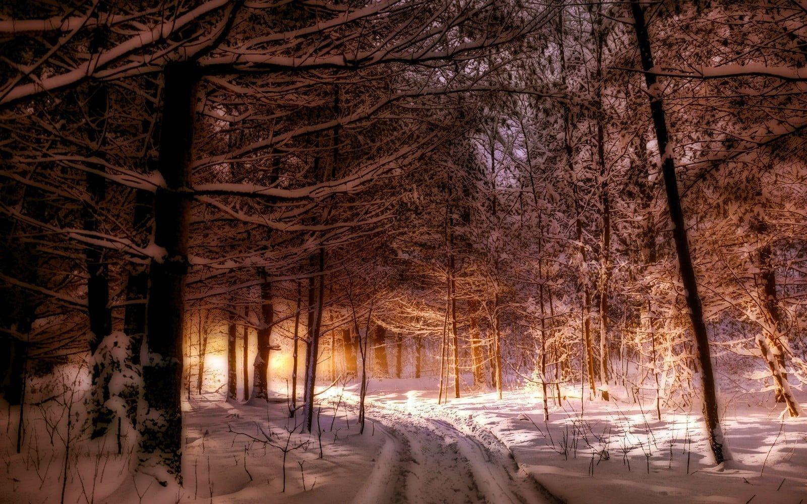 1600x1000 Brown leafless trees, nature, landscape, Maine, forest HD