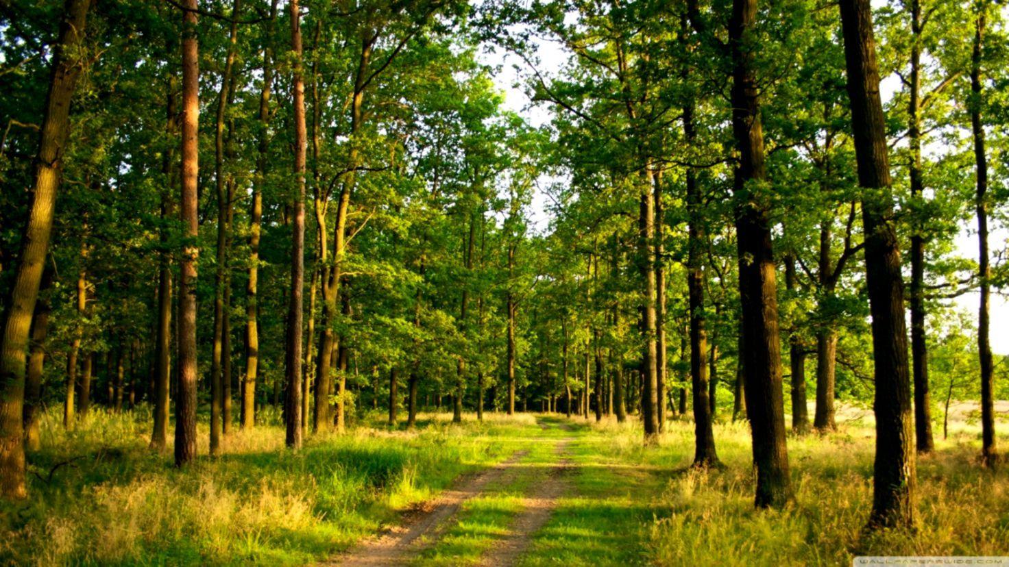 1472x828 Background Desktop Forest