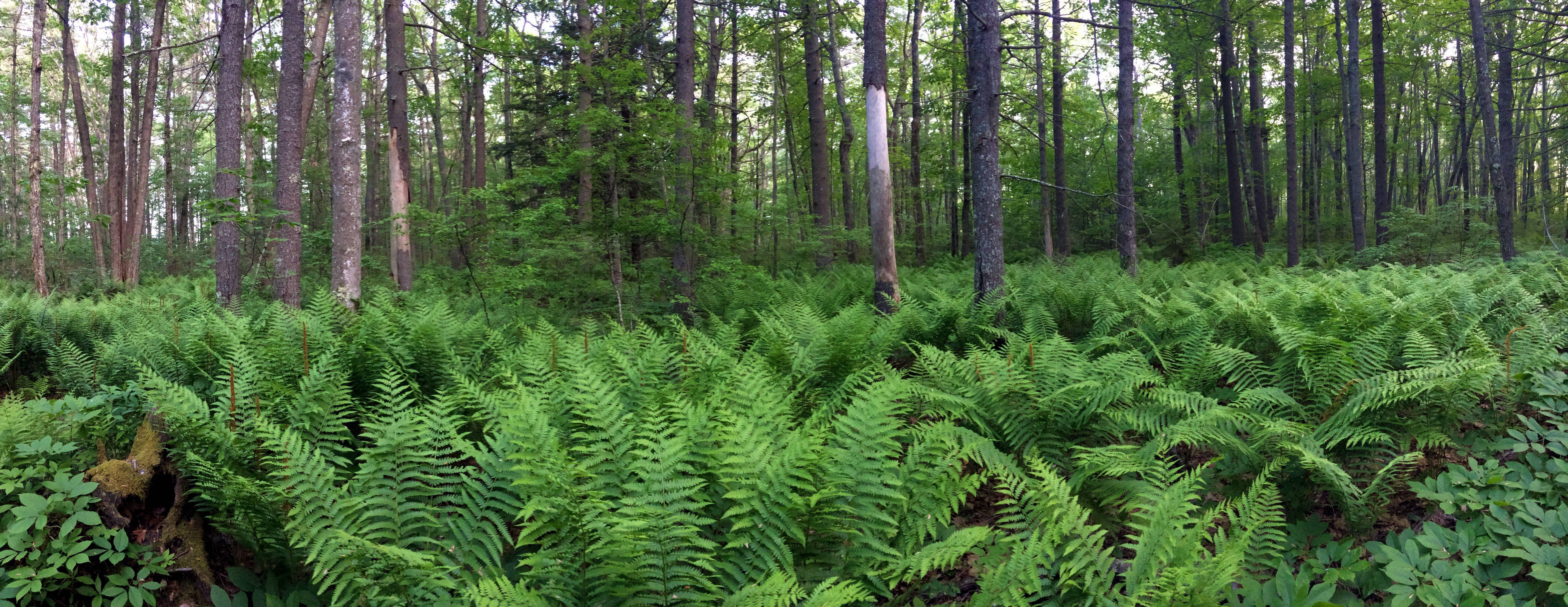 6350x2460 maine 4K wallpaper for your desktop or mobile screen free