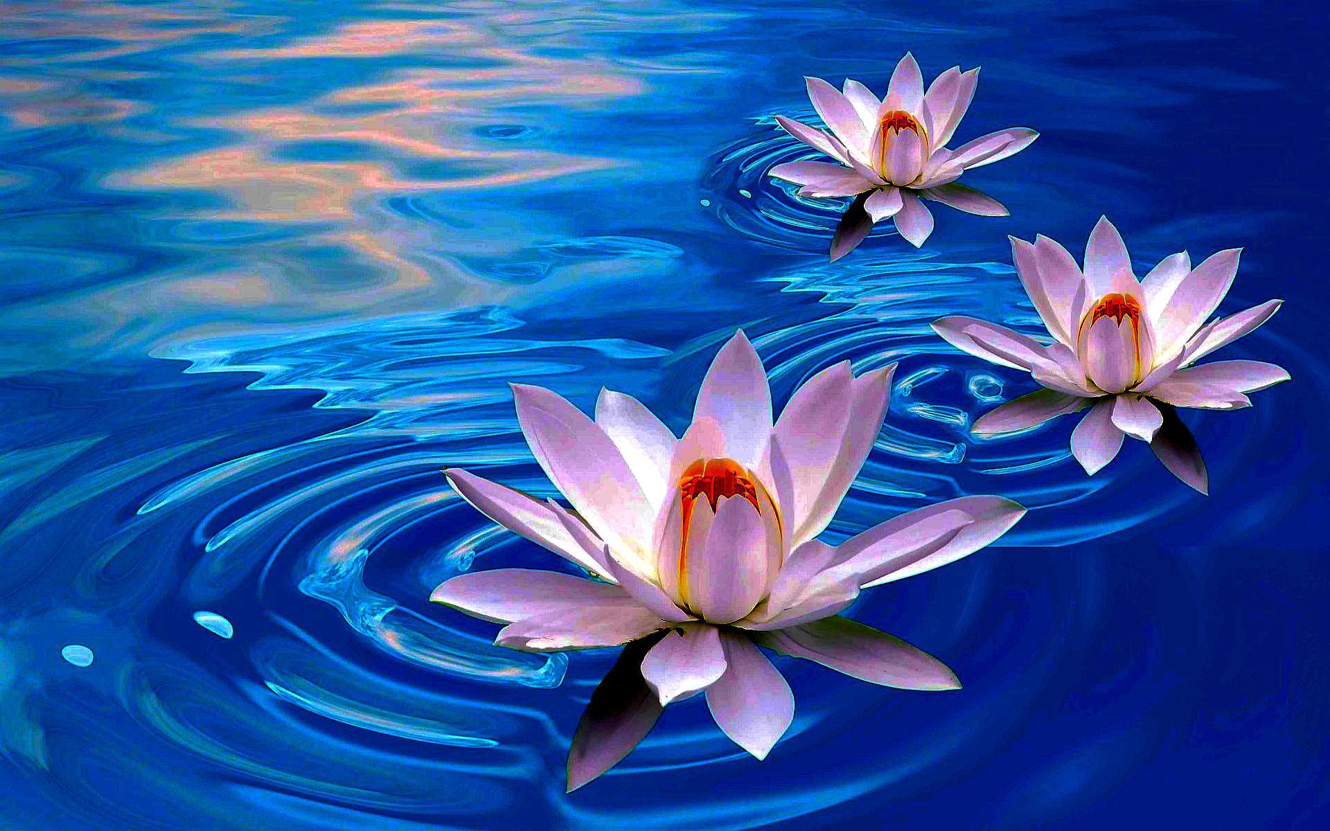 1920x1200 Lotus Wallpaper