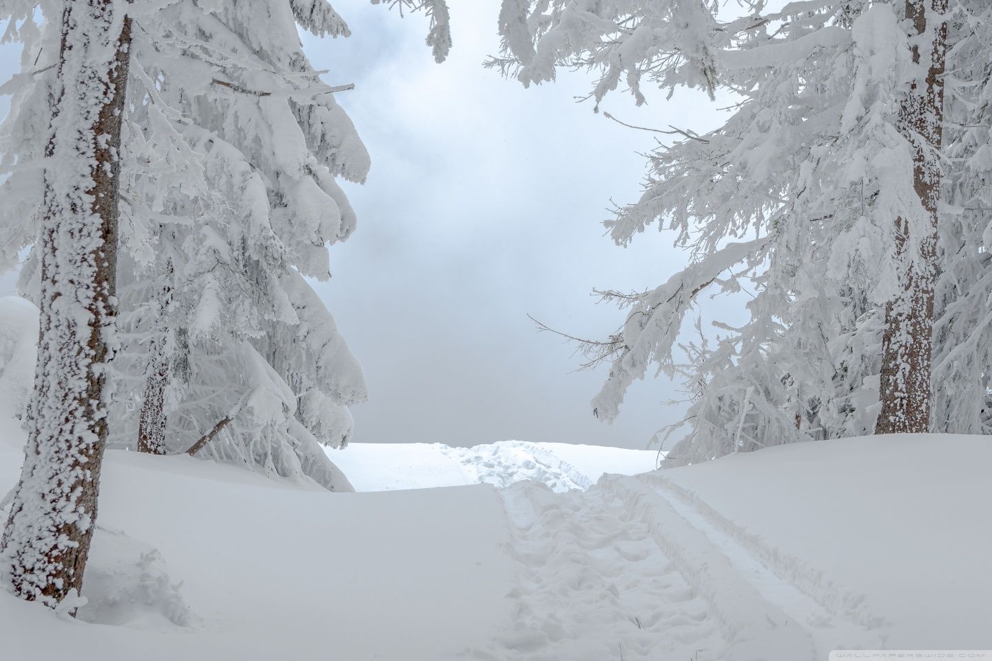 1440x960 Winter Snow Scene 4K UHD Wallpaper