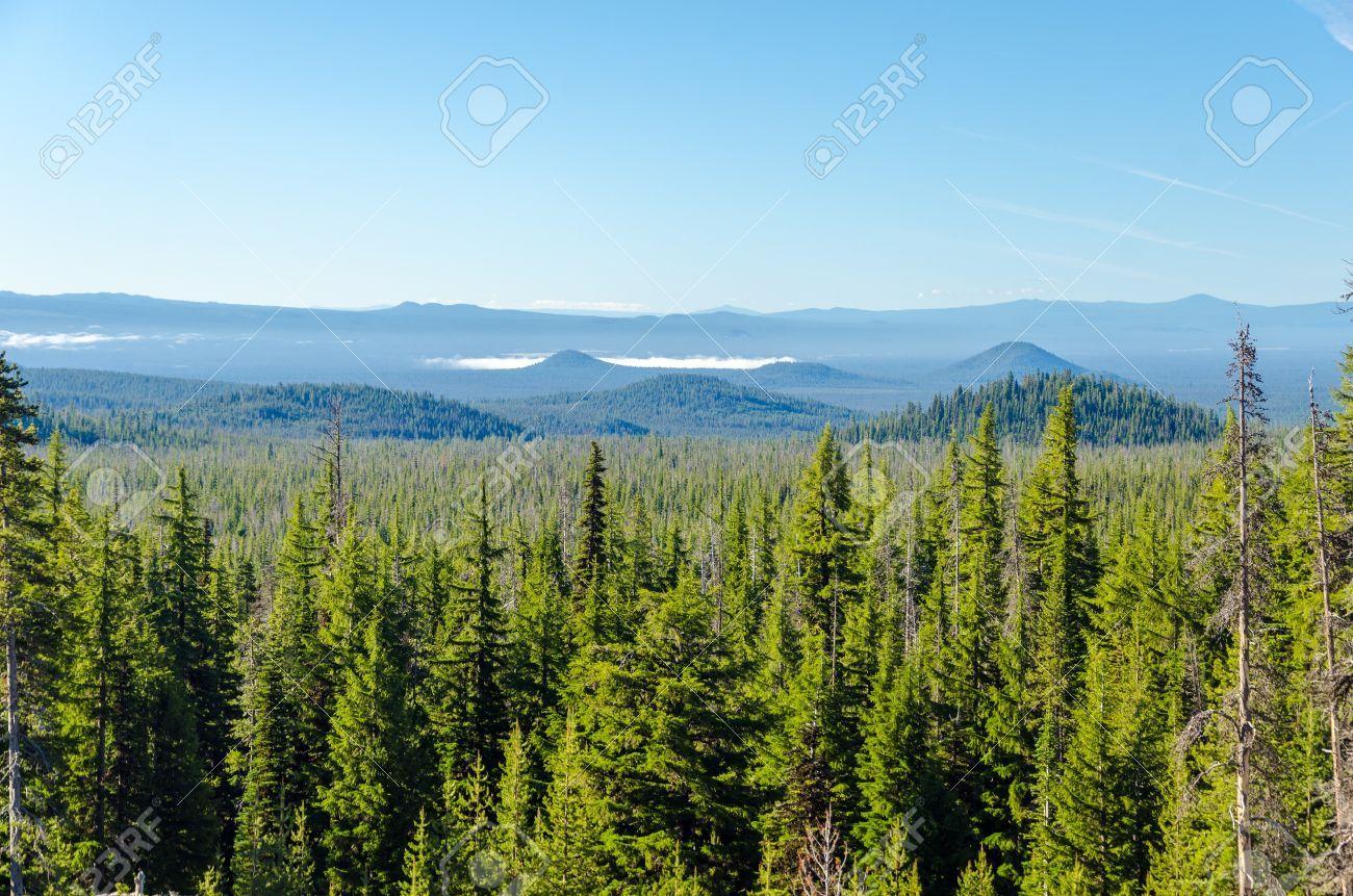 1300x861 Free download Pine Tree Forest iPhone Wallpaper 1300x861