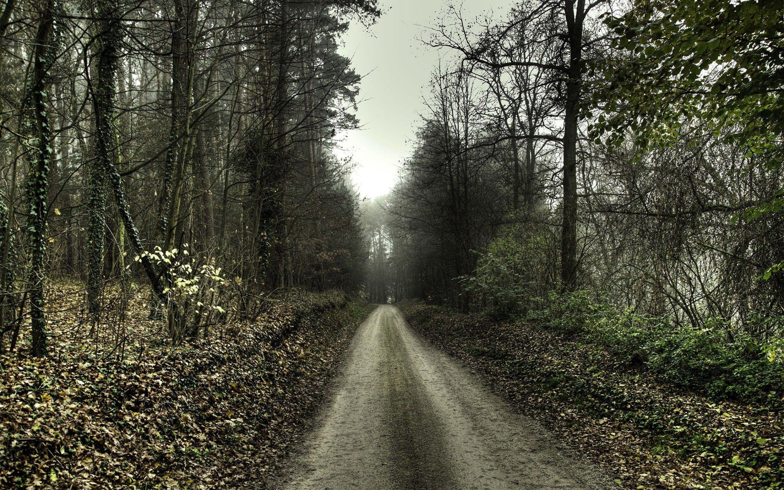 2560x1600 Fantastic Forest Road wallpaperx1600