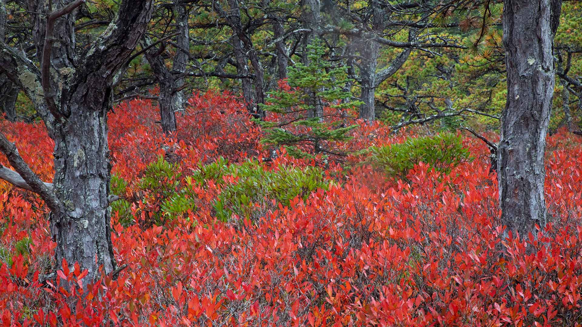 1920x1080 Highbush blueberry plants in Acadia National Park, Maine