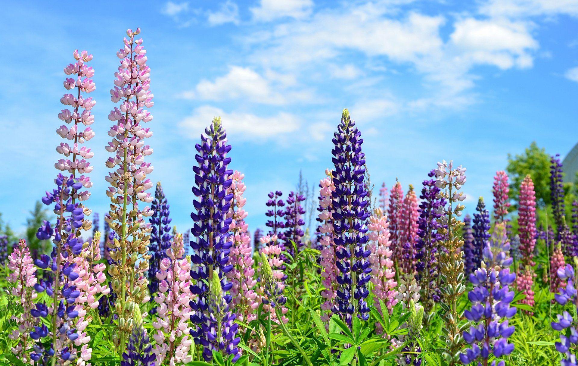 1920x1215 Lupine Background. Lupine Maine