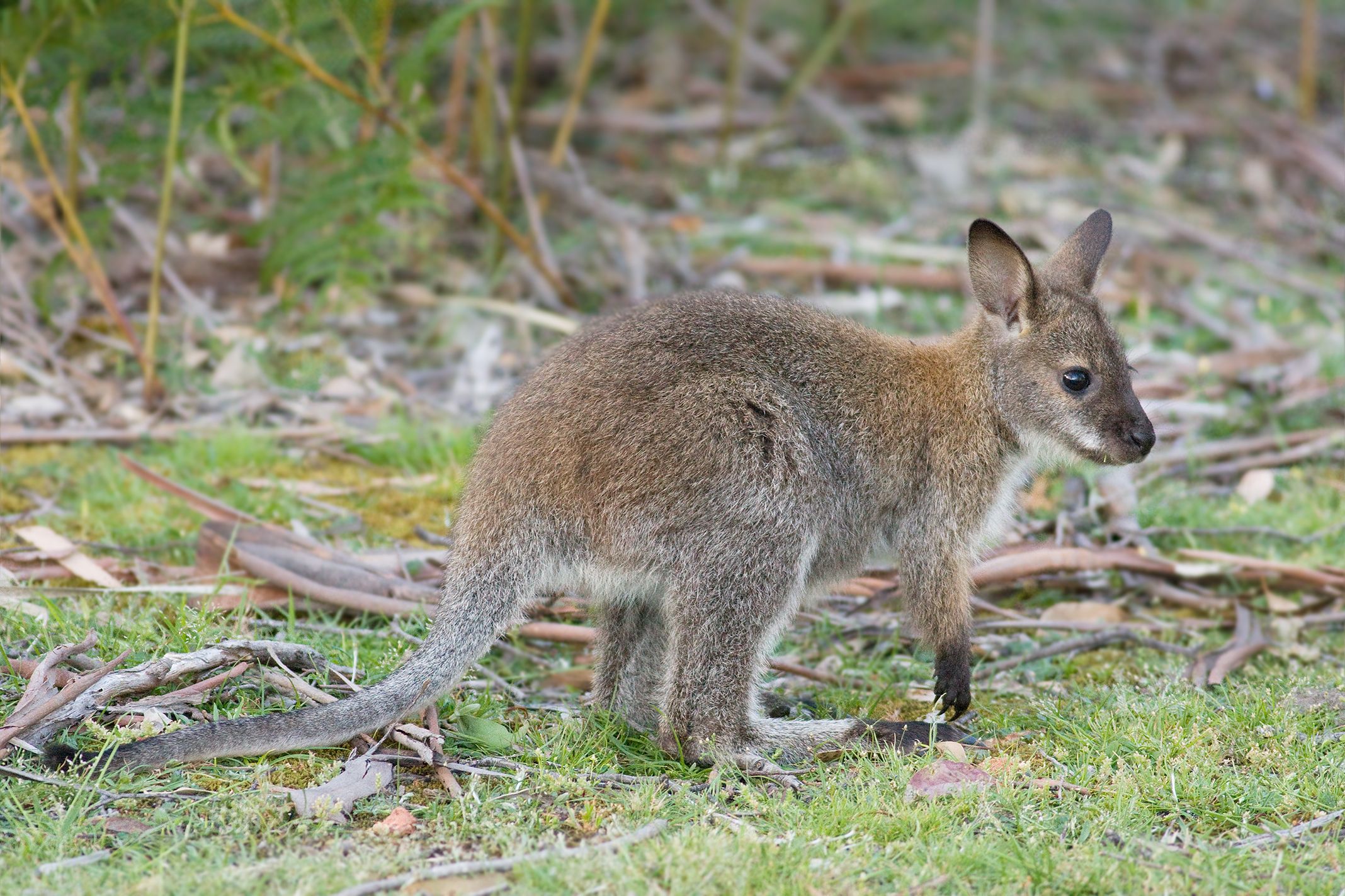 2136x1424 Macropus rufogriseus rufogriseus
