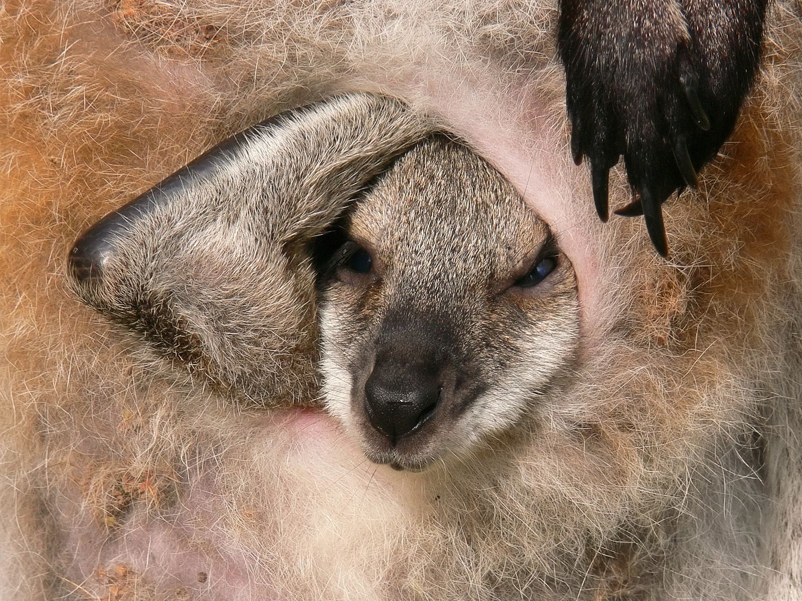 1600x1200 Download Animal Wallaby Wallpaper