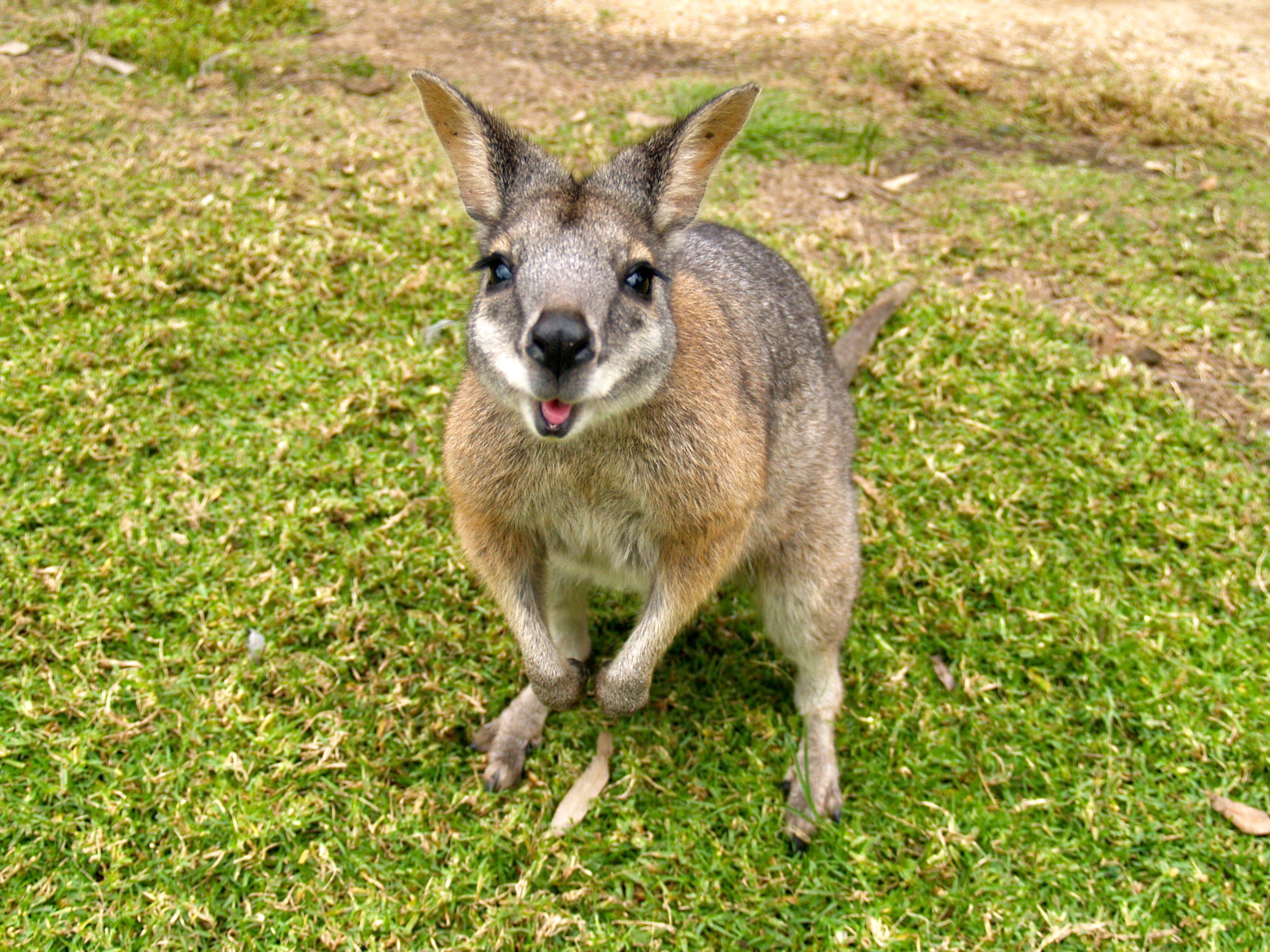 2722x2042 Download Animal Wallaby HD Wallpaper