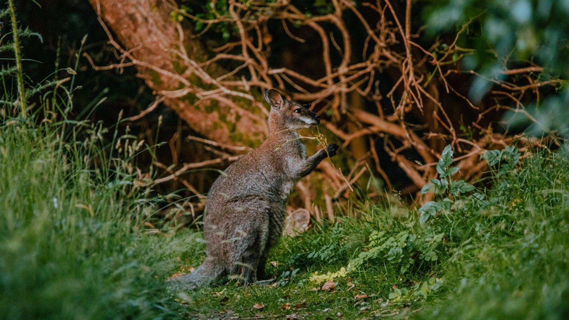 1920x1080 How wallabies took over the Isle of Man