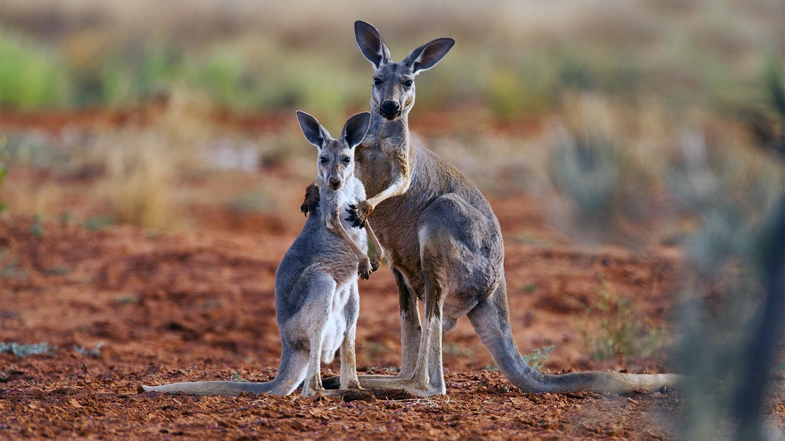 1600x900 a Wallaby and a Kangaroo