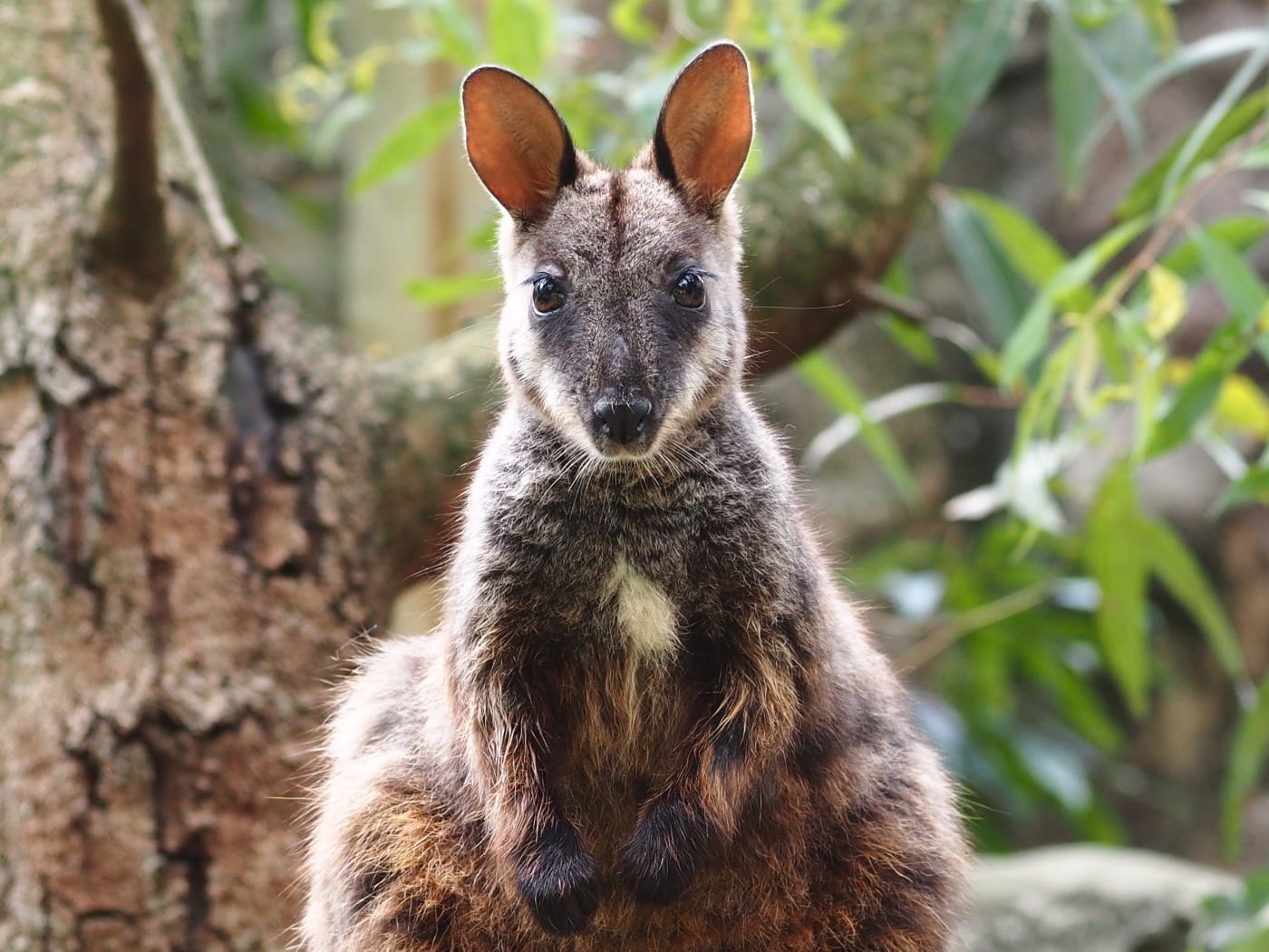 1400x1050 Brush Tailed Rock Wallabies
