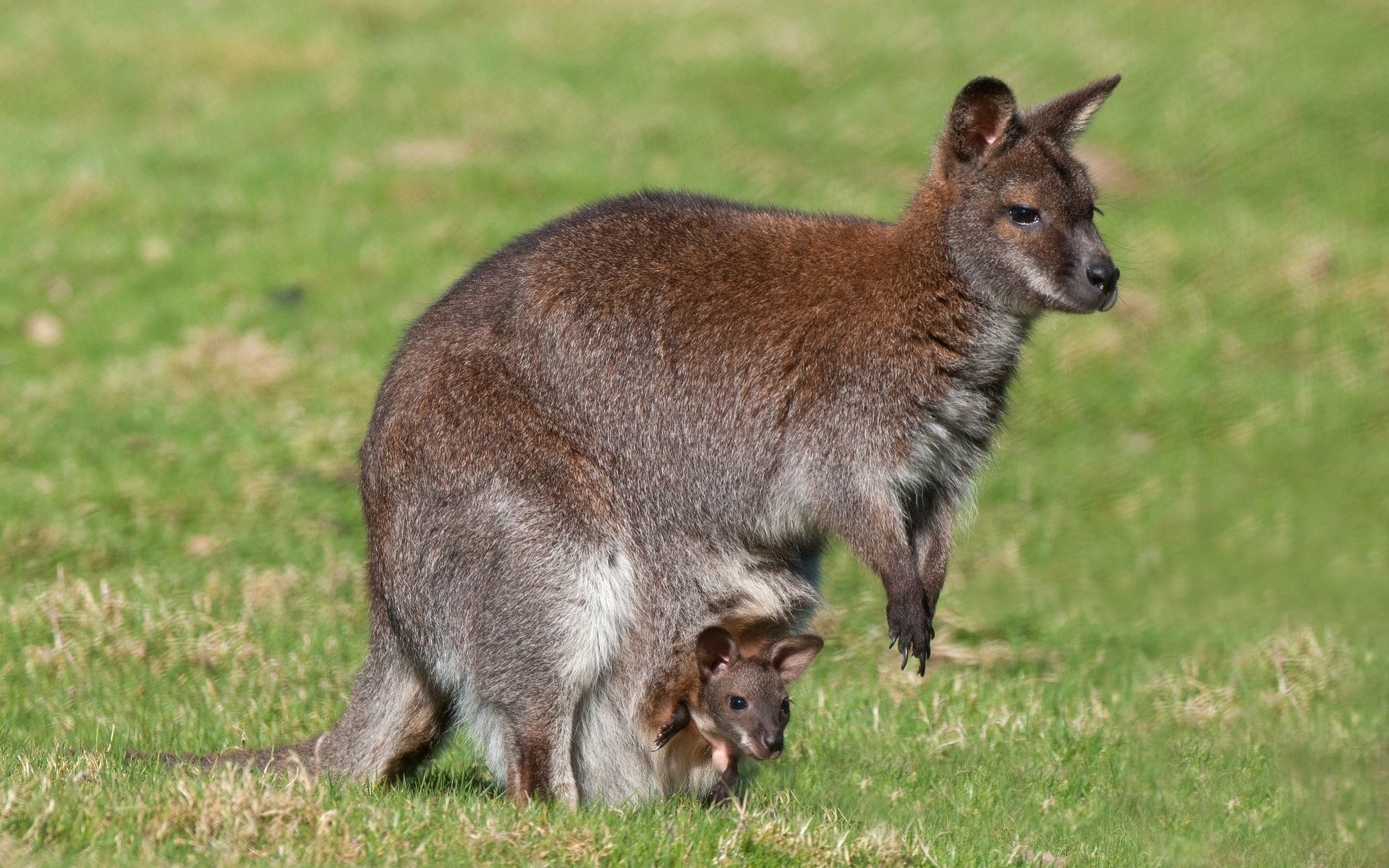1920x1200 HD Wallpaper of a Wallaby and Its Joey
