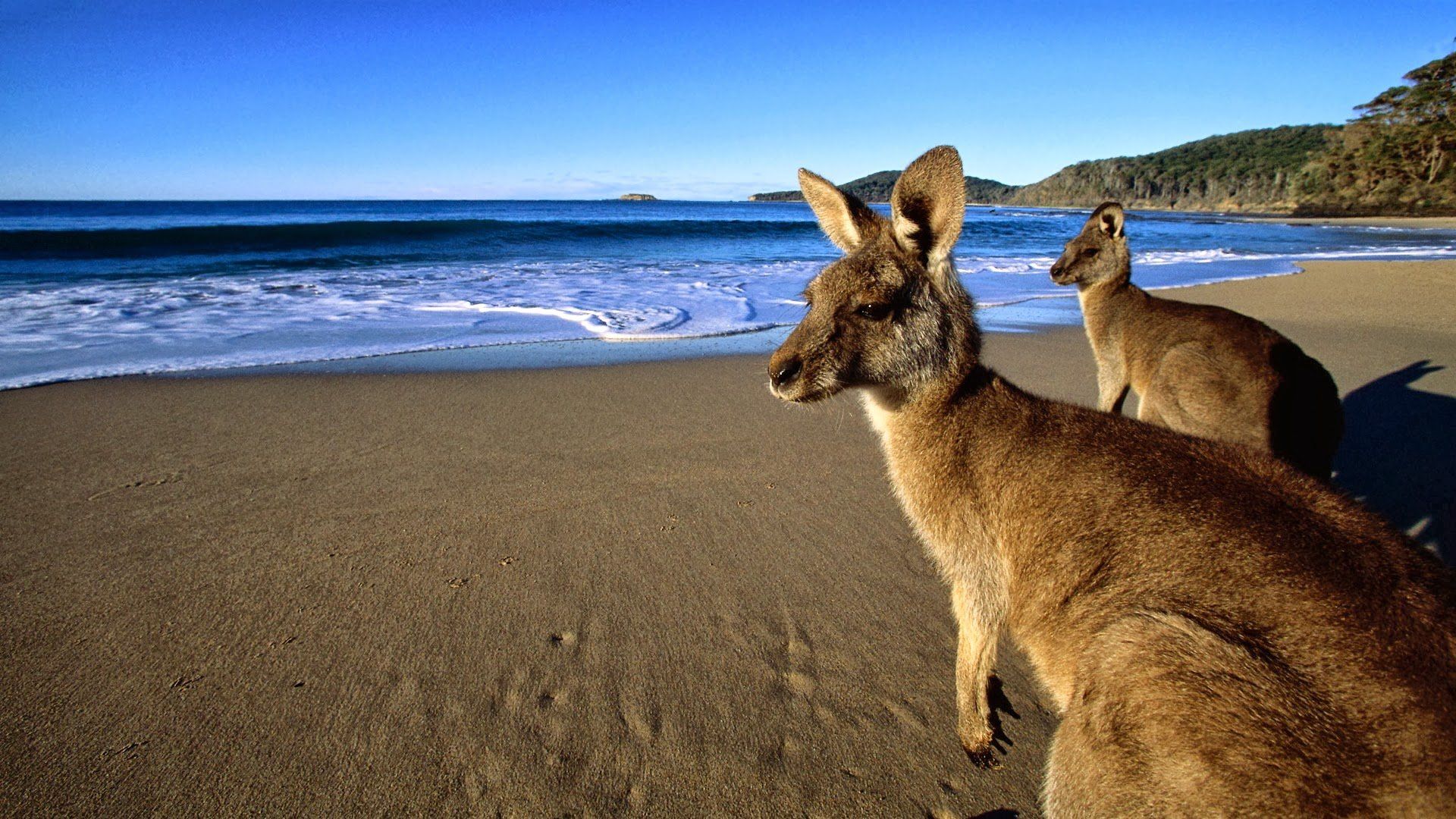 1920x1080 Wallaby Wallpaper 1920x1080 81872