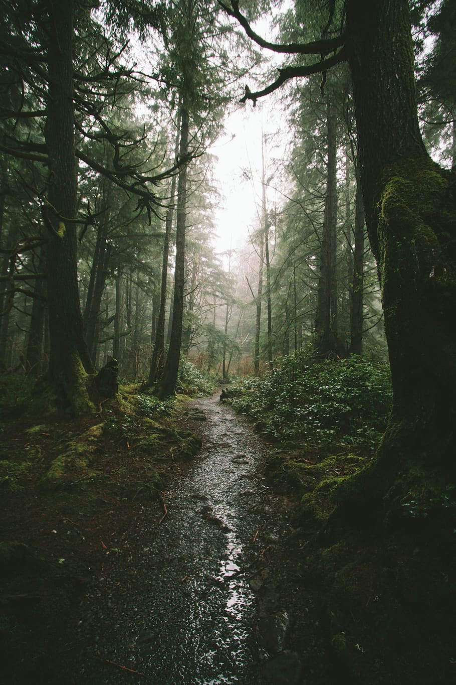 910x1365 HD wallpaper: forks, united states